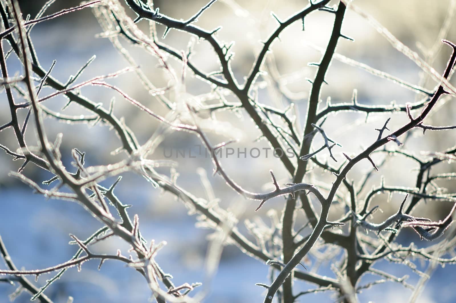 Wild plum branches in winter rime frost in Russia