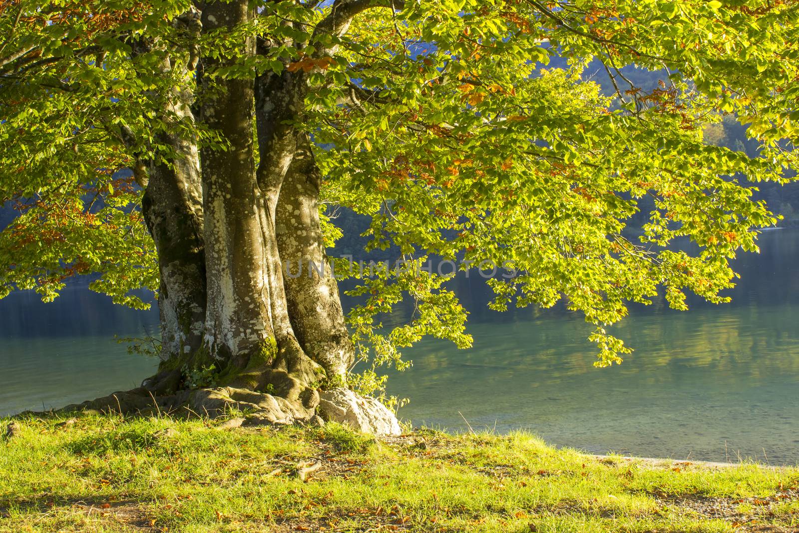 Old tree by the Bohinj lake, Slovenia