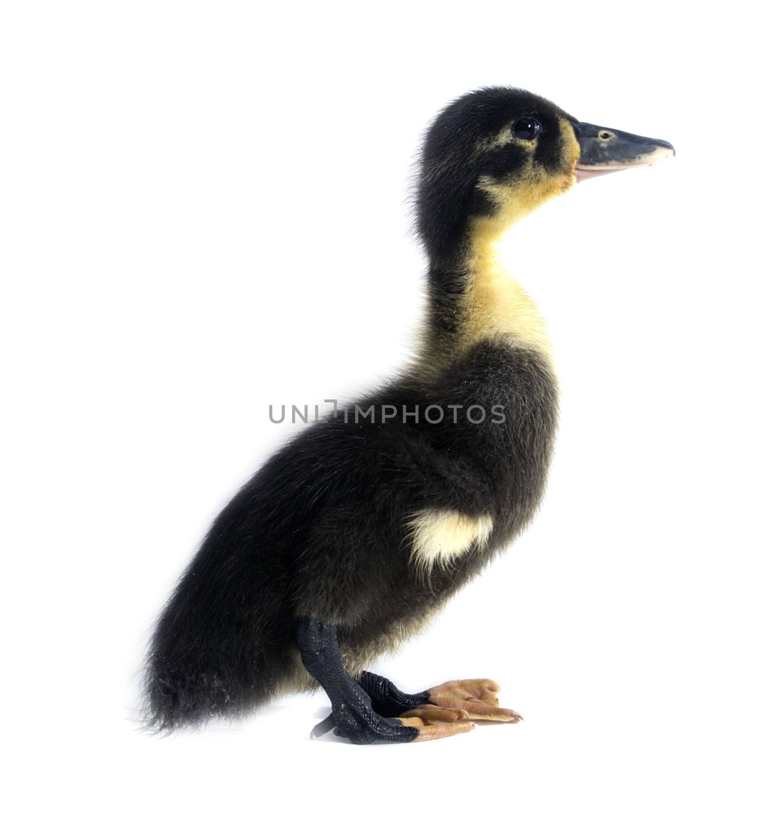 Funny yellow and black Duckling age days. Isolated on white.