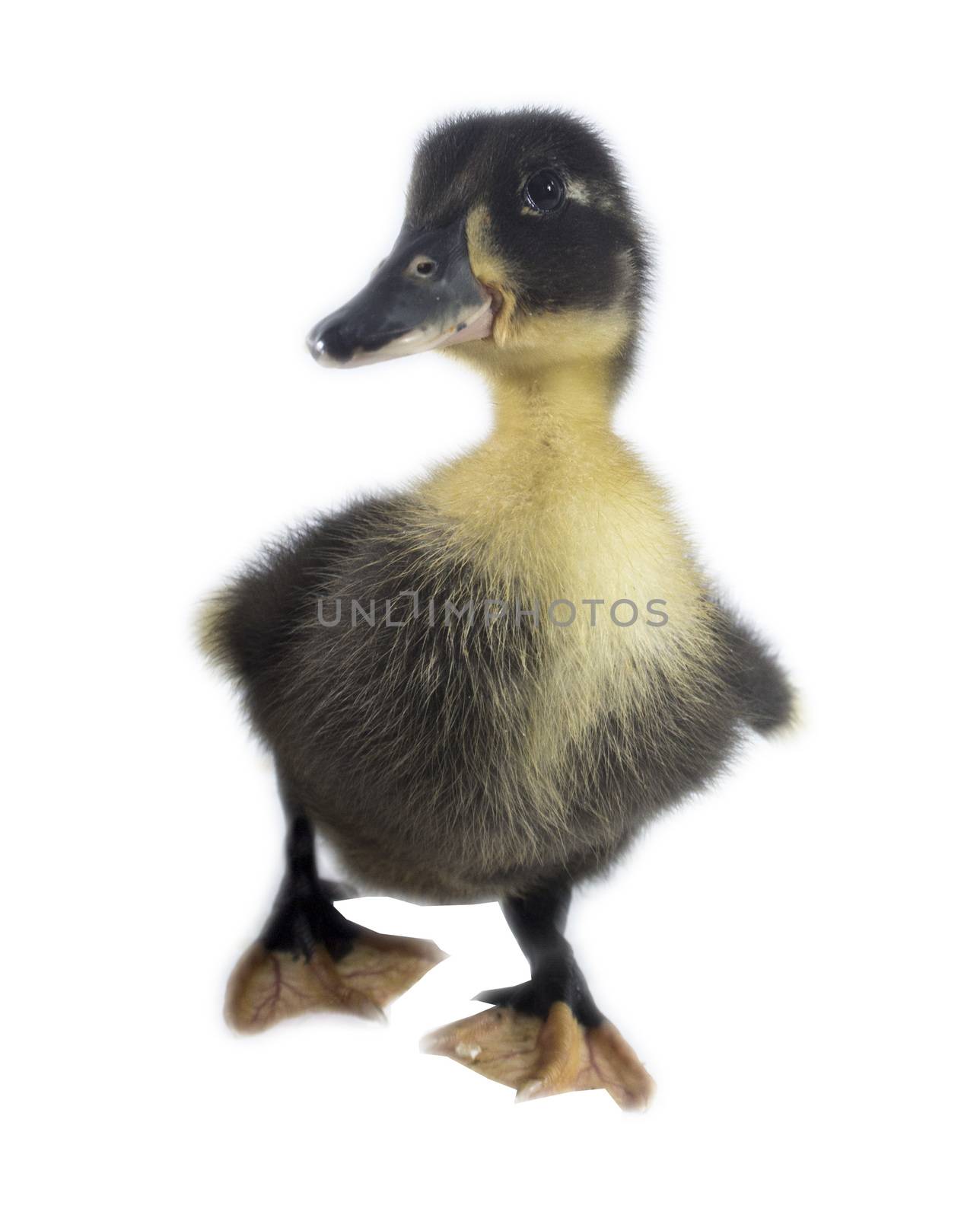 Funny black Duckling by designsstock