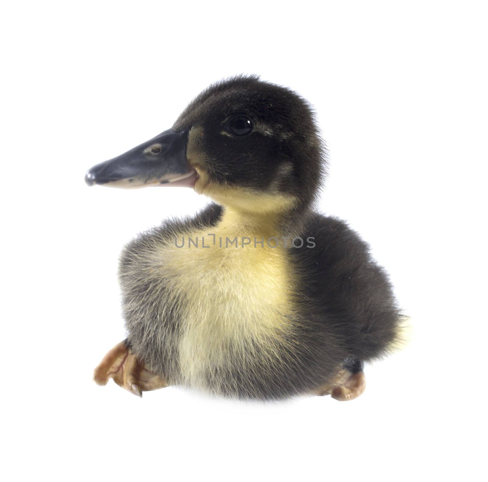 Funny yellow and black Duckling age days. Isolated on white.