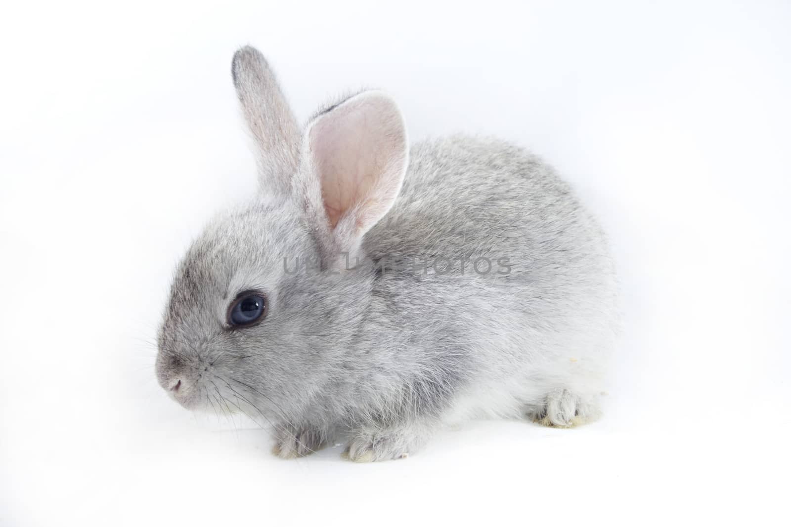 Gray rabbit isolated on white background