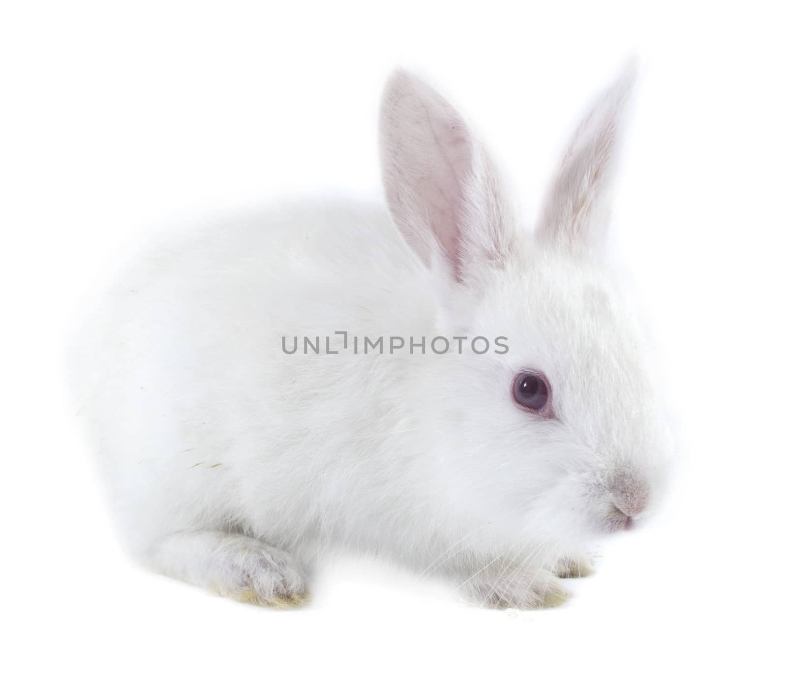 pretty rabbit by designsstock