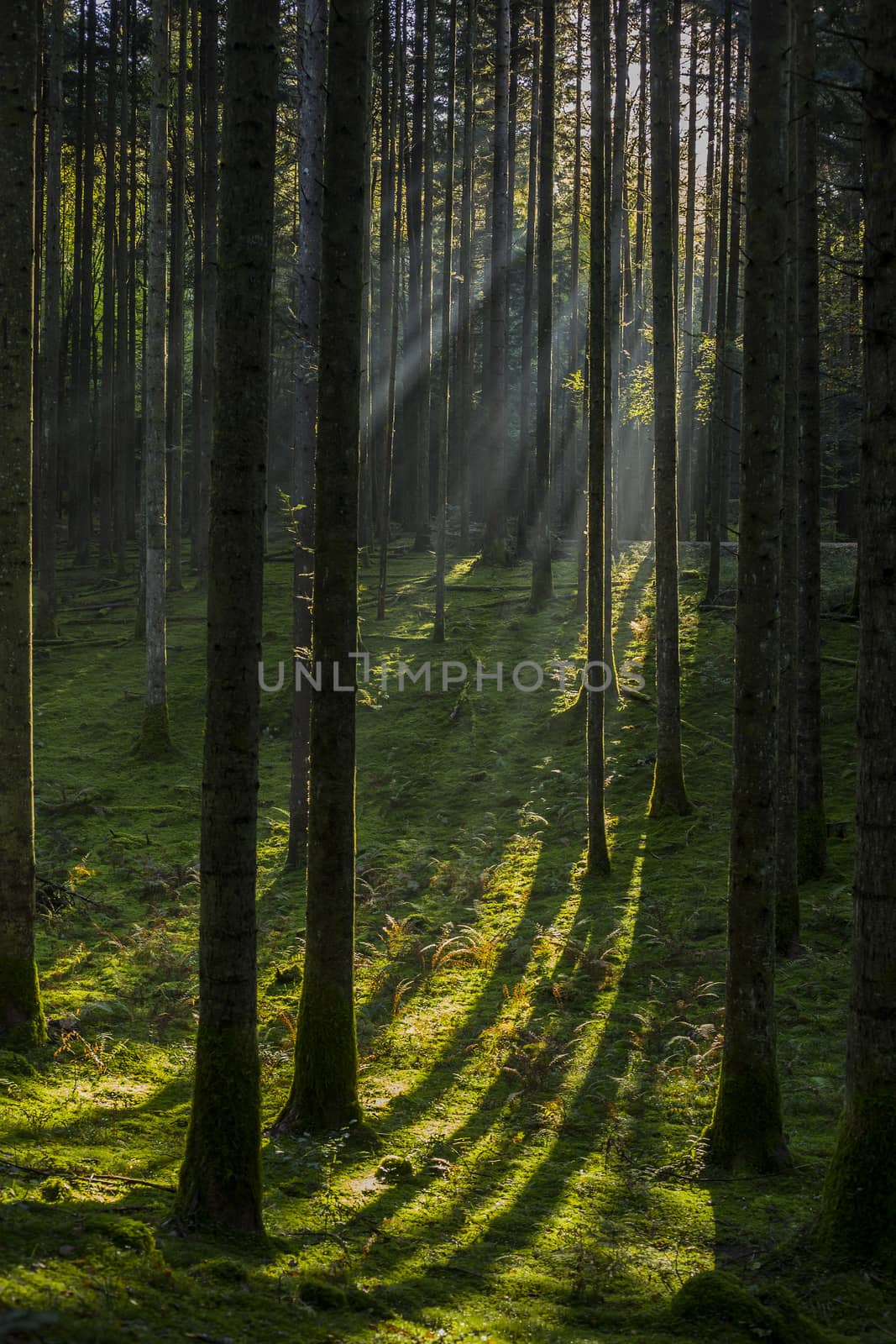 Dark forest in twilight with sun rays above.