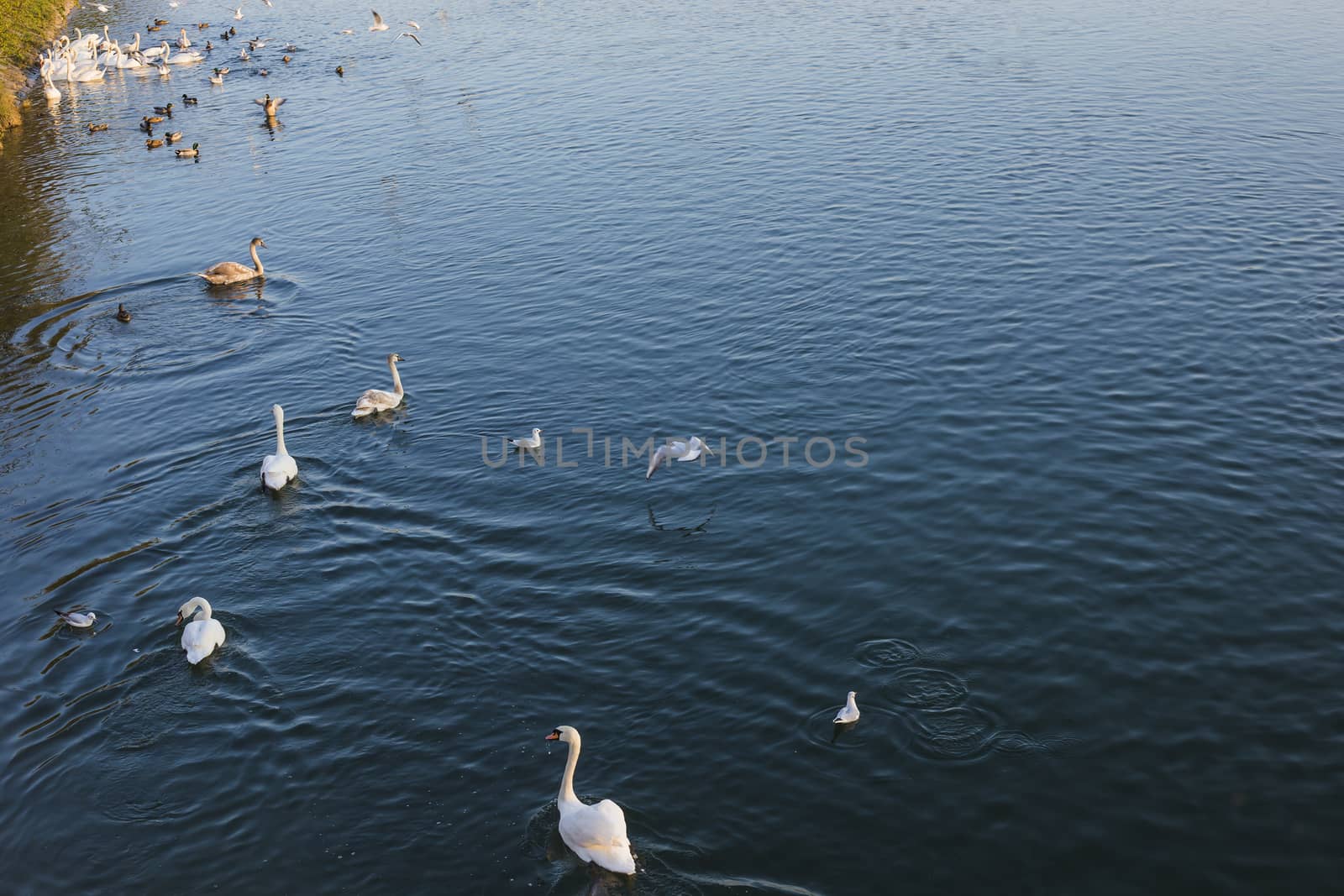 Group of swans fighting for food