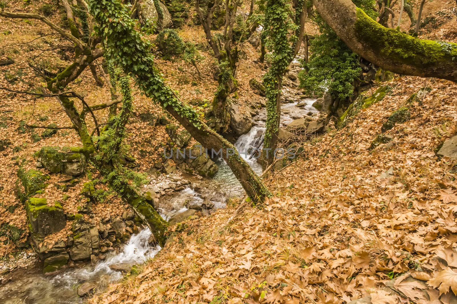 Small Stream in Forest at winter by ankarb