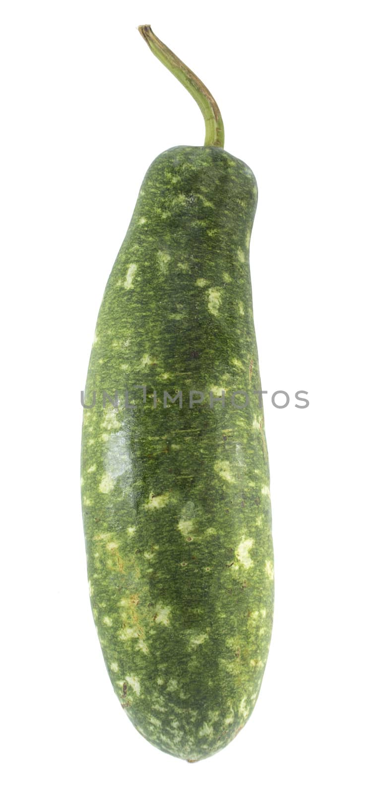 green gourd by designsstock