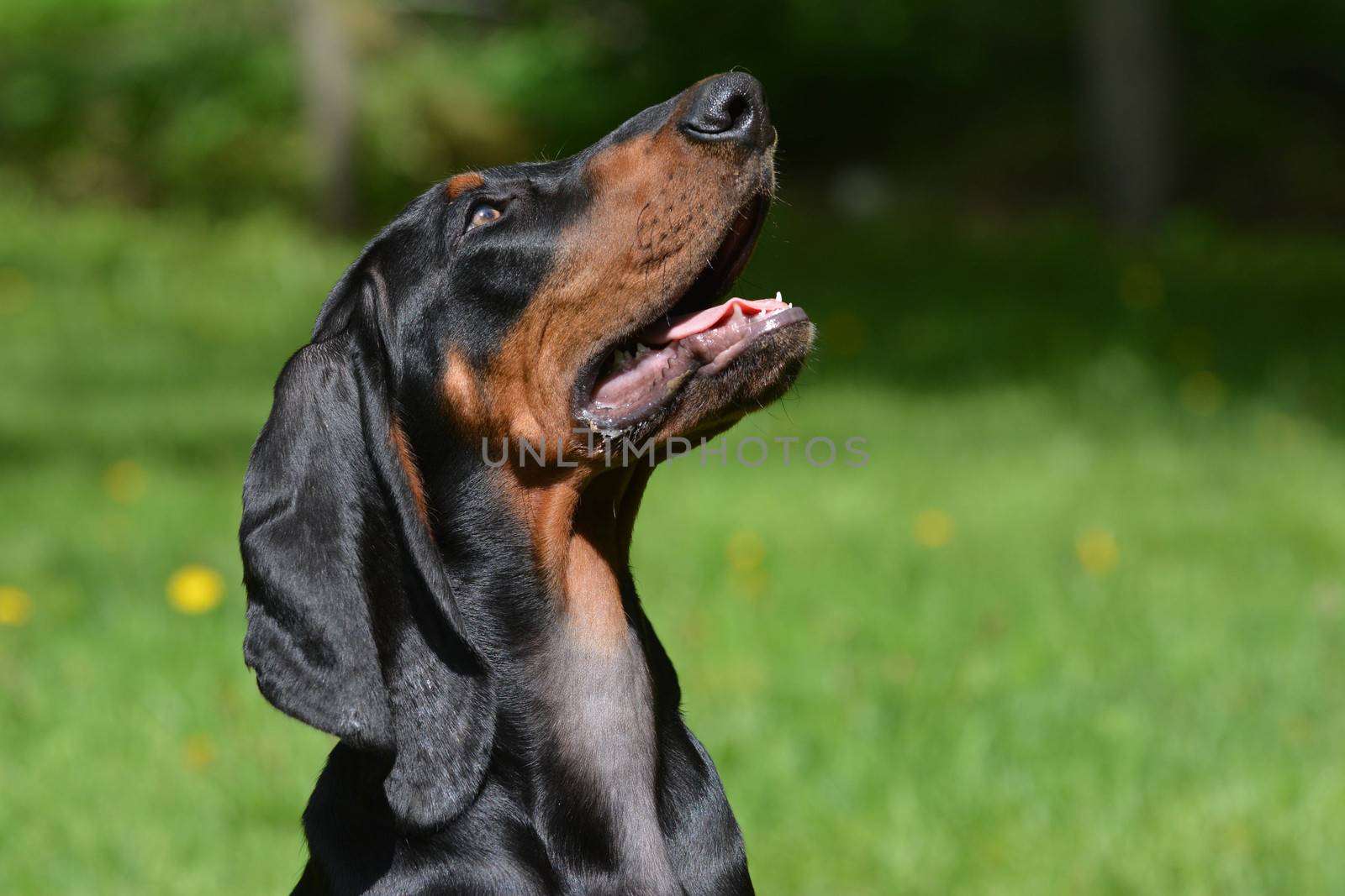 black and tan coonhound portrait outdoors