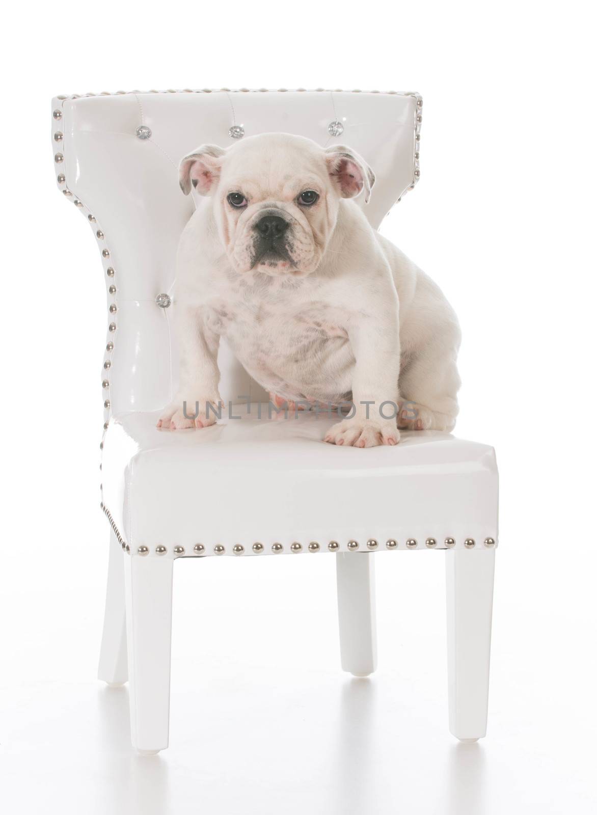 cute english bulldog puppy sitting on a white chair on white background