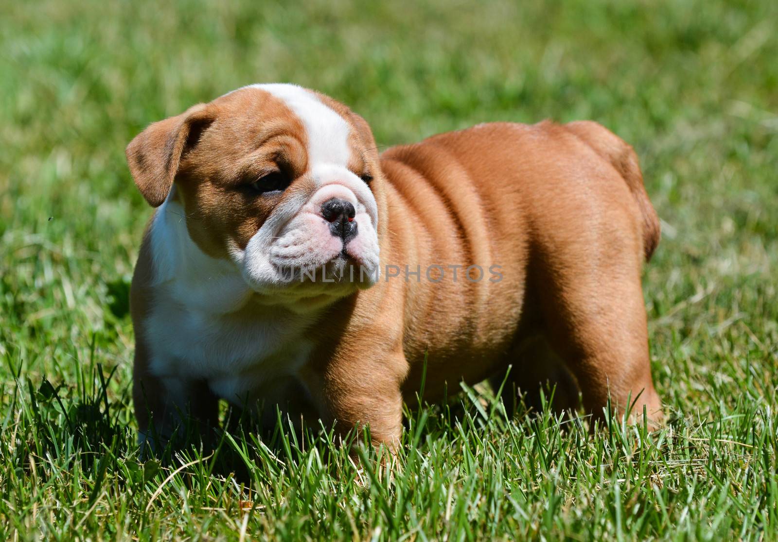 cute puppy standing in the grass - english bulldog