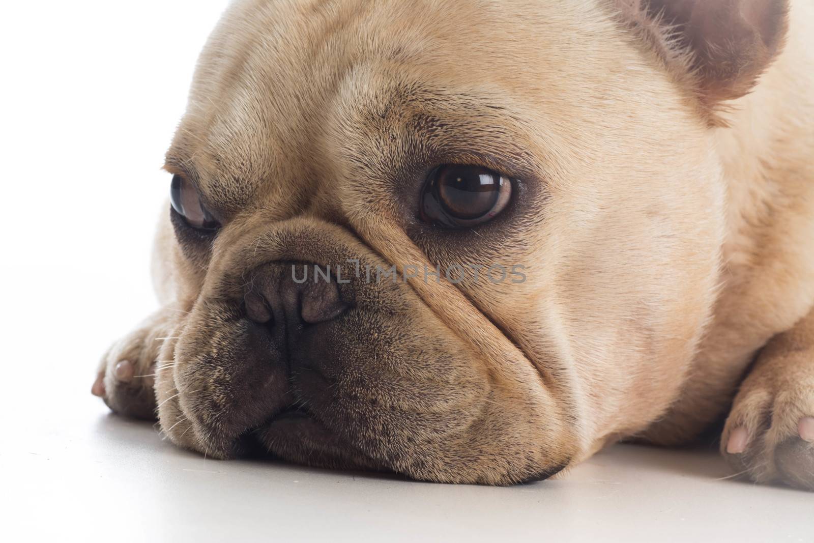 french bulldog laying down on white background