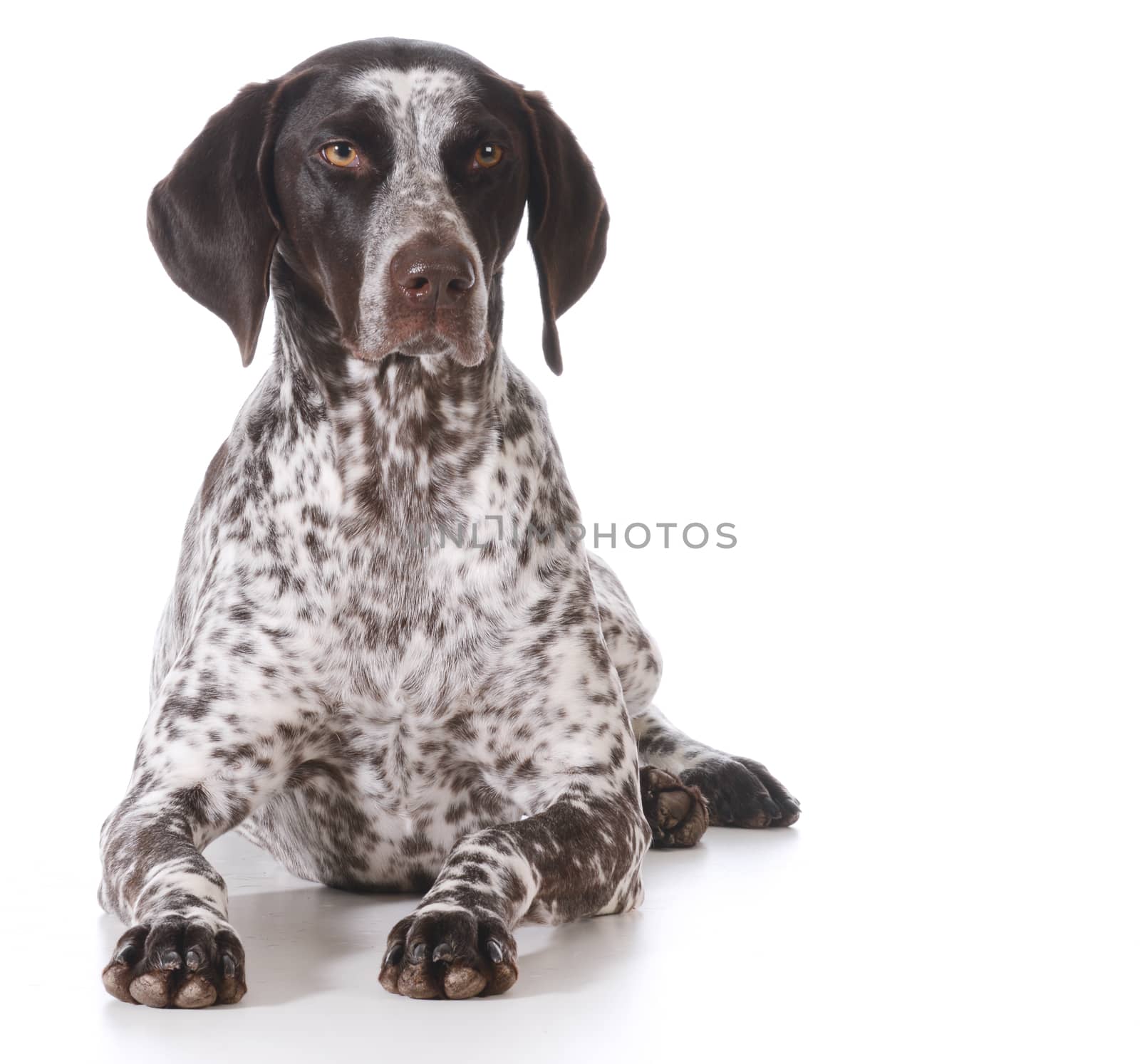 german shorthaired pointer laying down on white background
