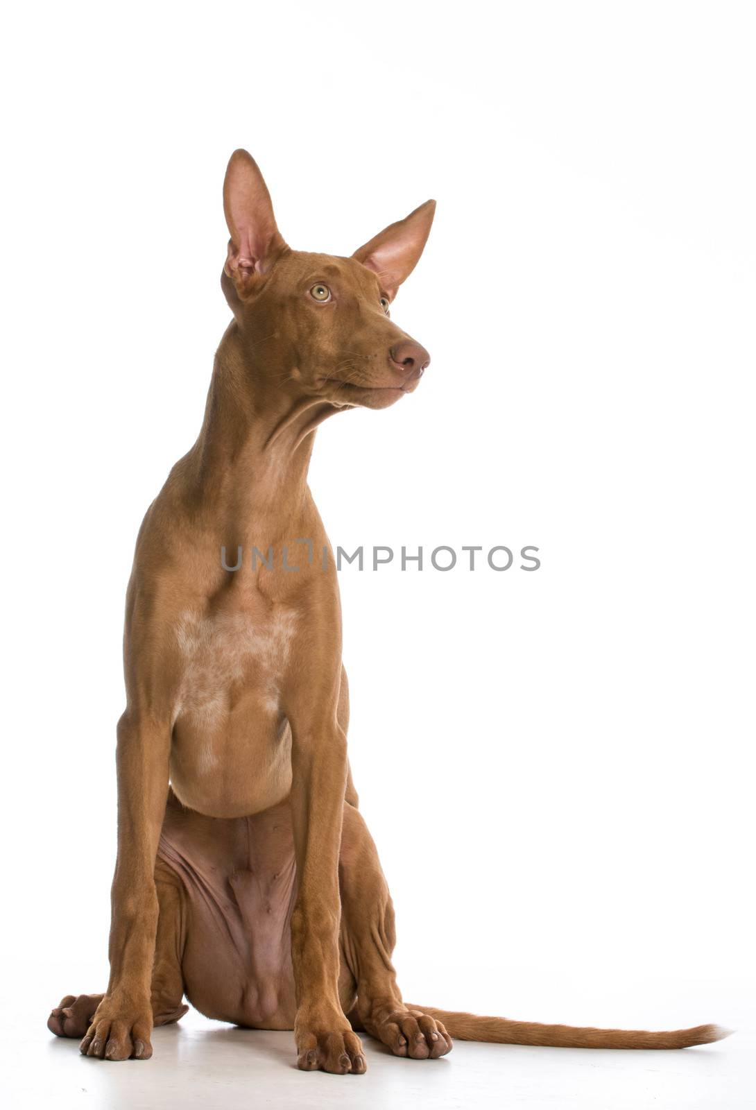 pharaoh hound portrait looking up on white background