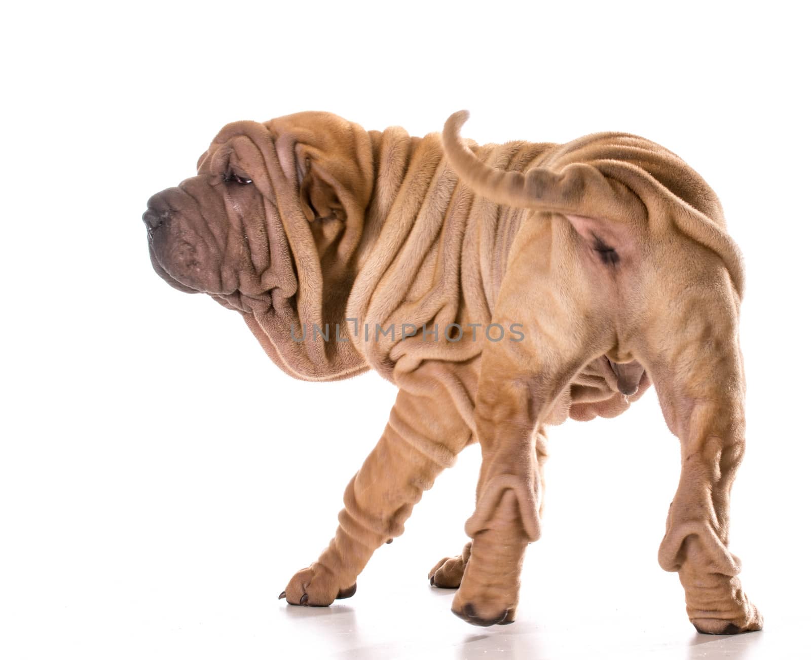 chinese shar pei by willeecole123