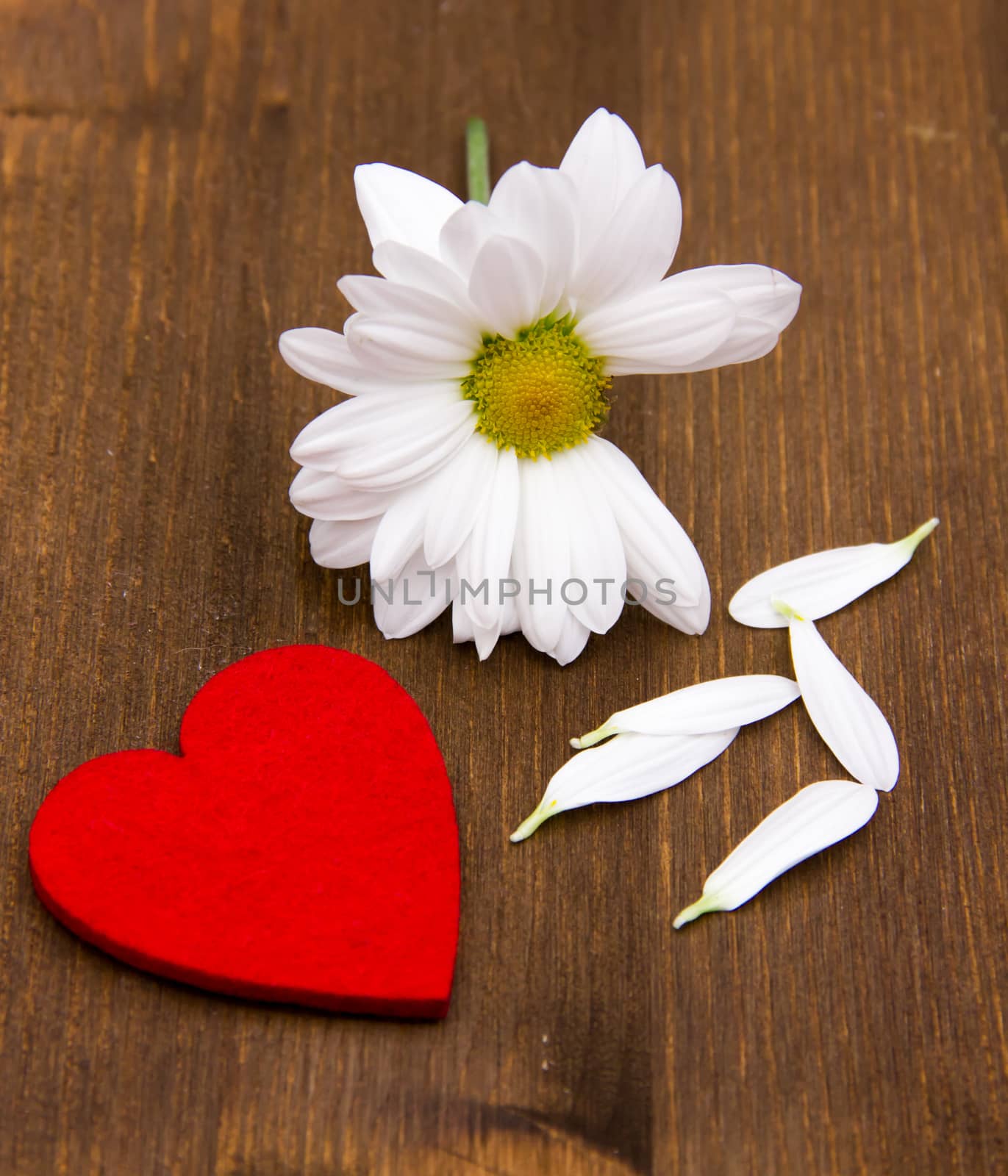 Daisy with little heart on wooden table seen up close