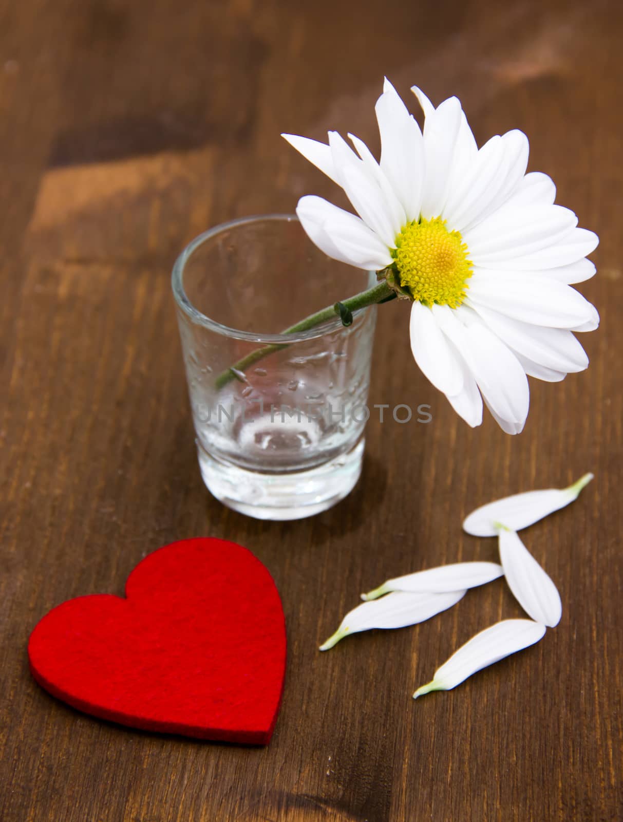 Daisy with little heart on wooden table