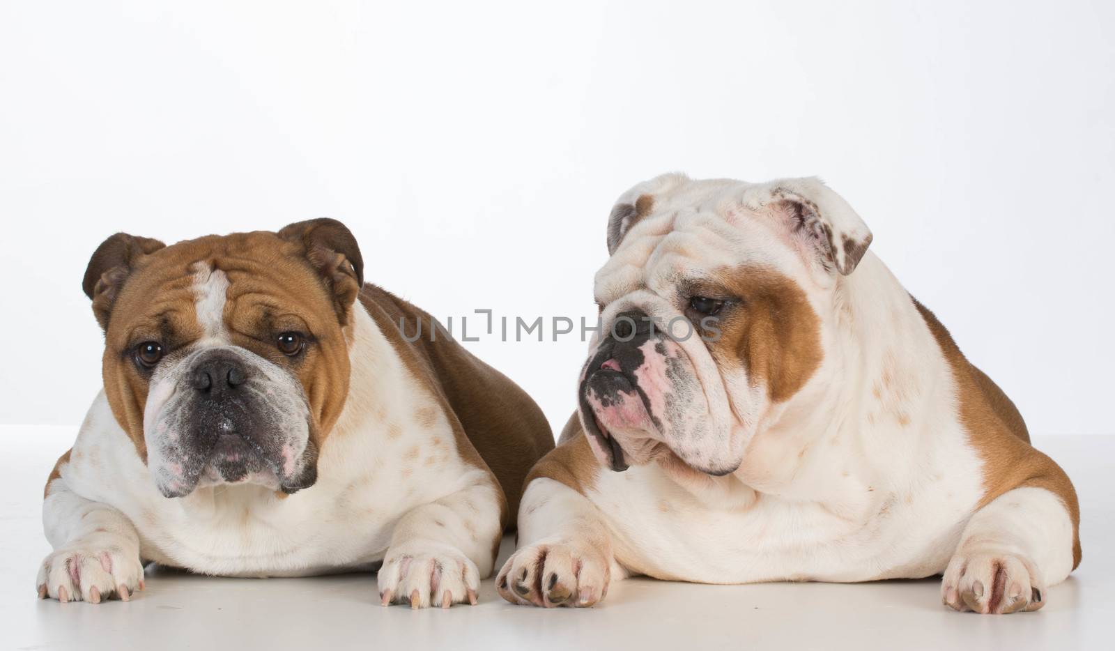 two english bulldogs laying down on white background