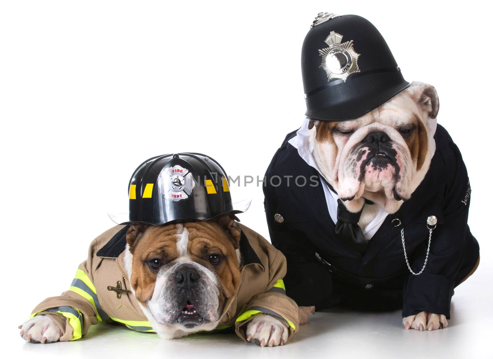 dog dressed up as firefighter and policeman on white background