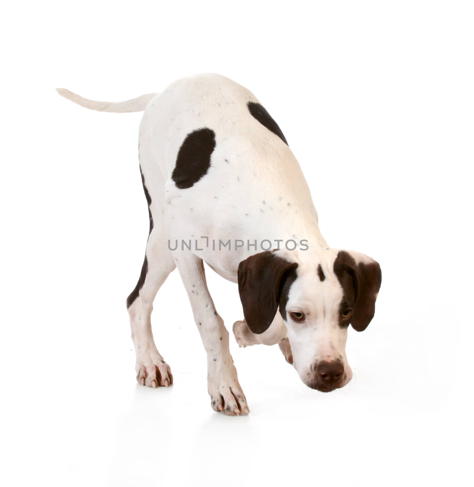dog sniffing the ground on white background