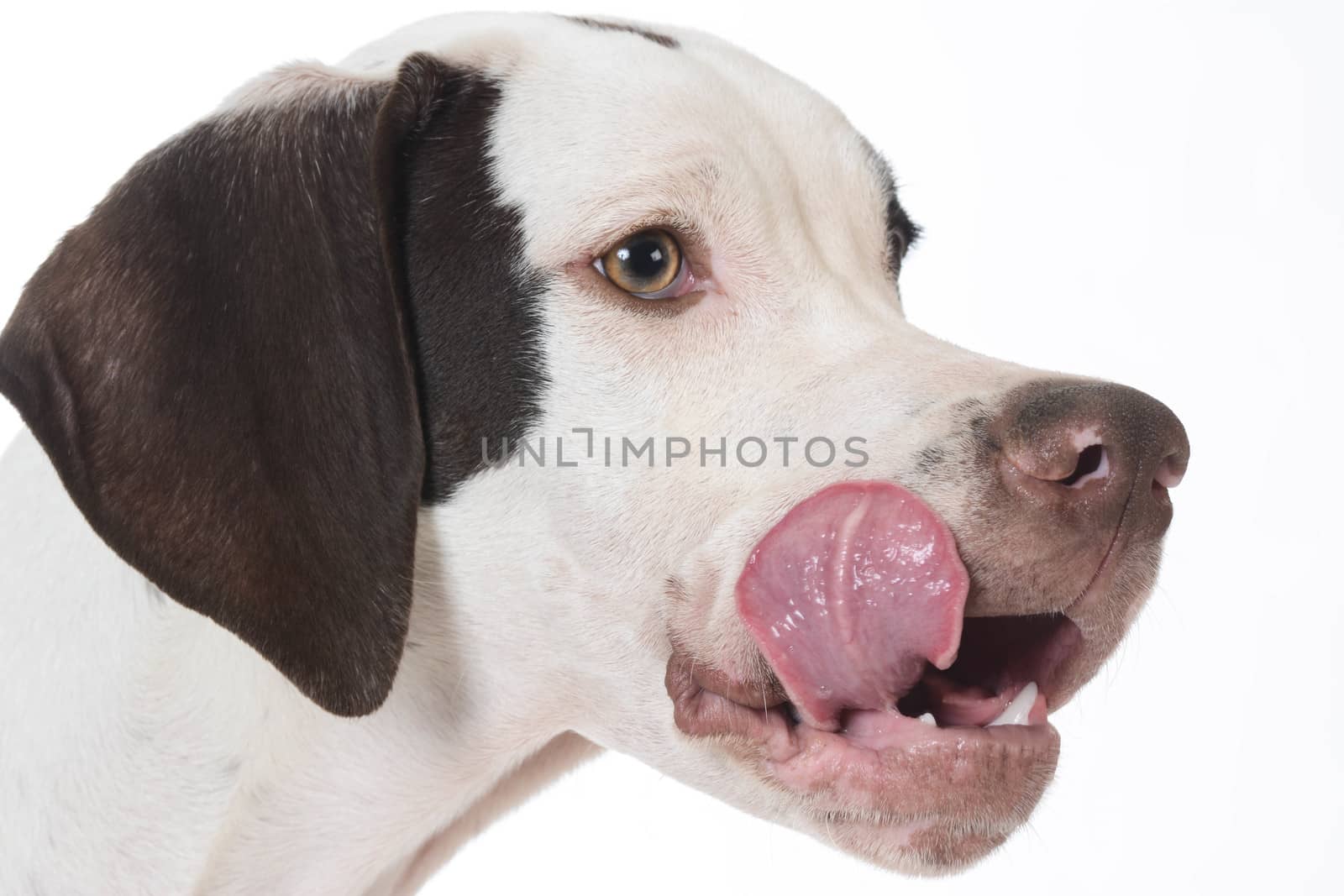 pointer licking lips on white background