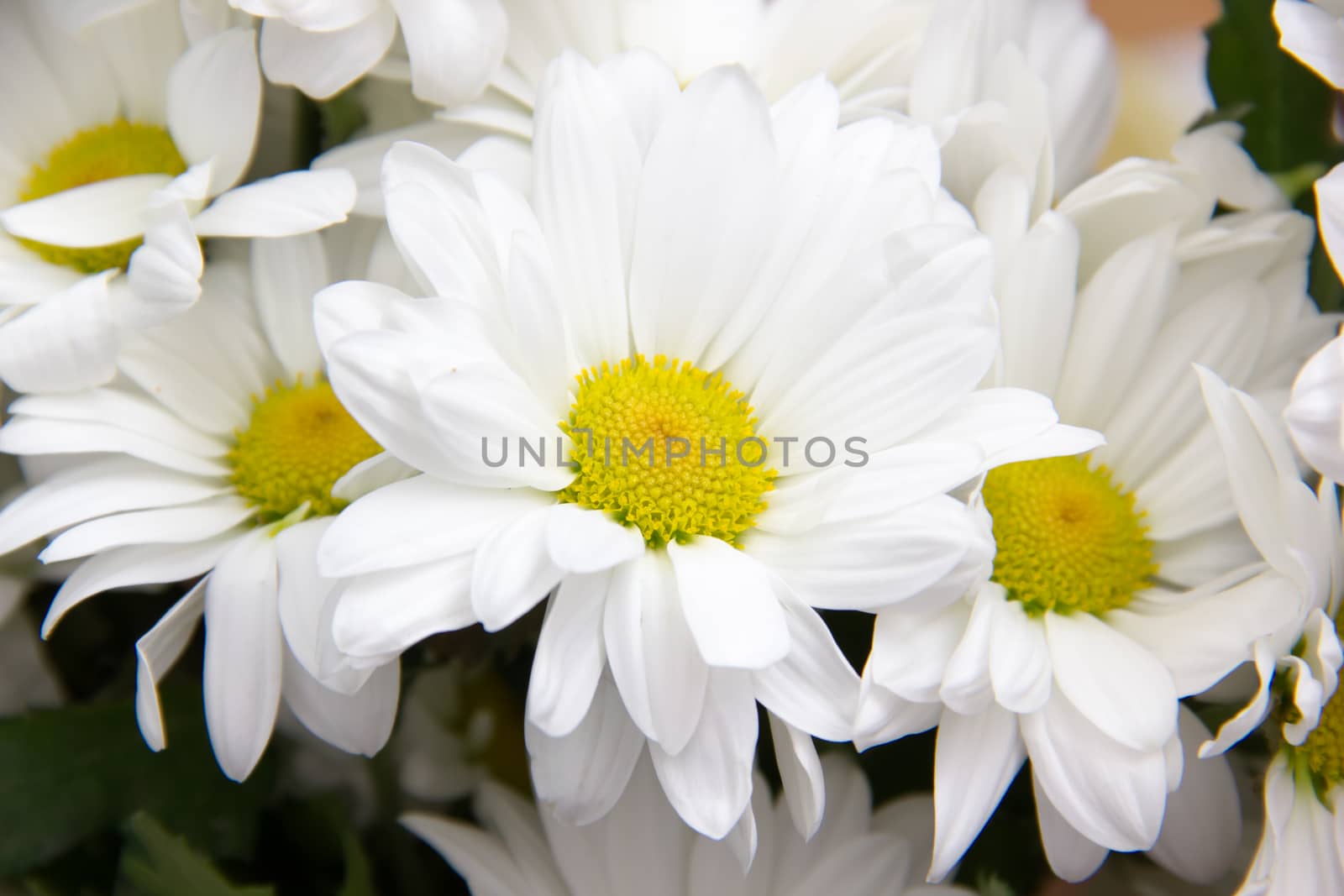 Daisies seen up close in front in the foreground