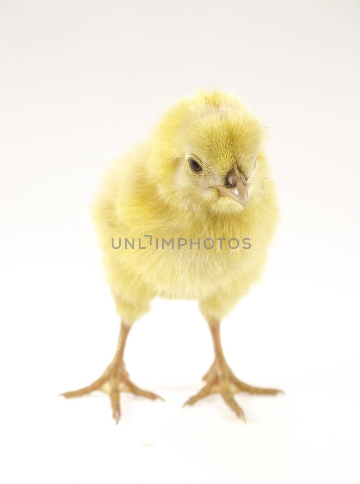 little chicken by designsstock
