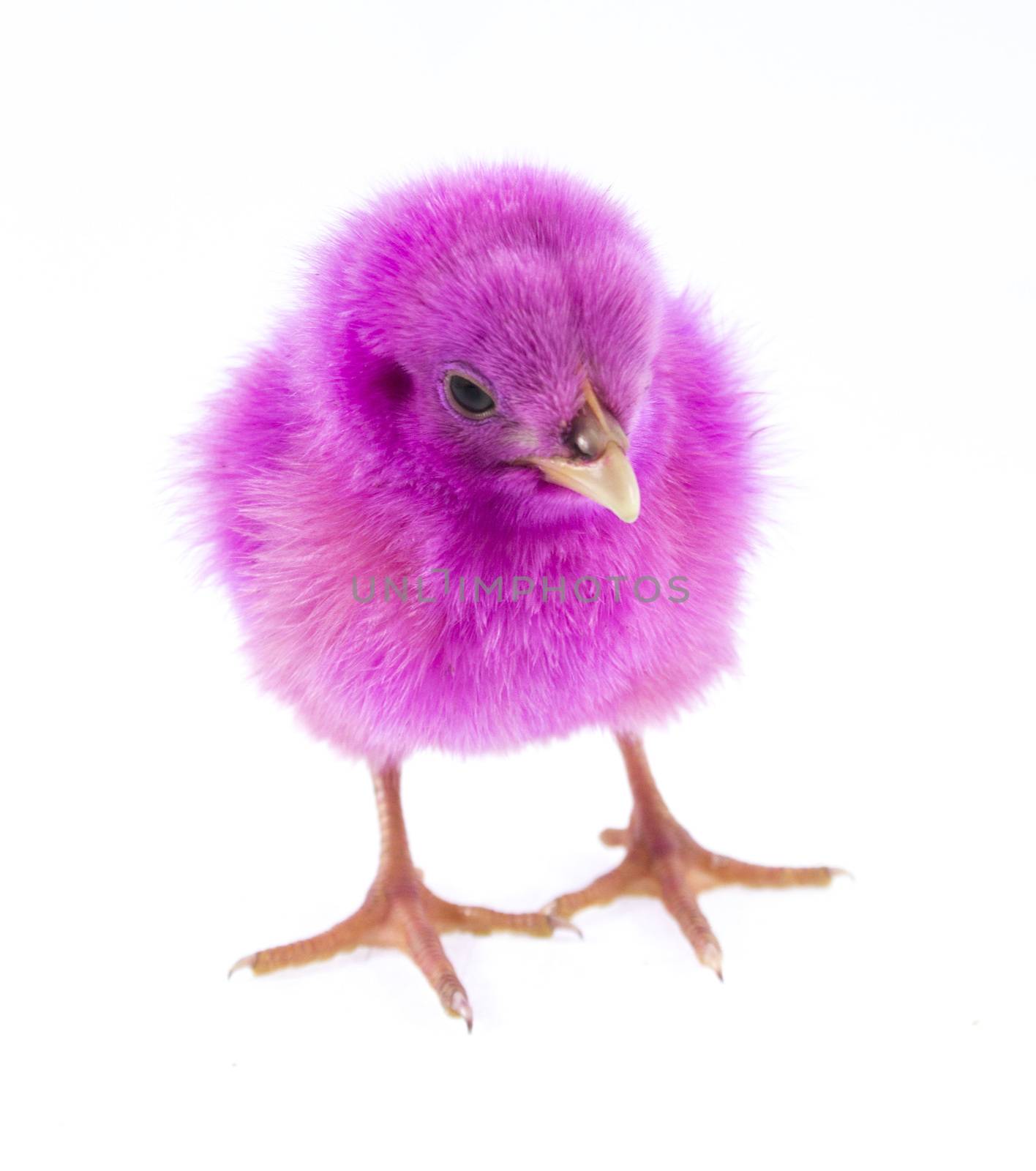 live little pink chicken animal isolated on white background