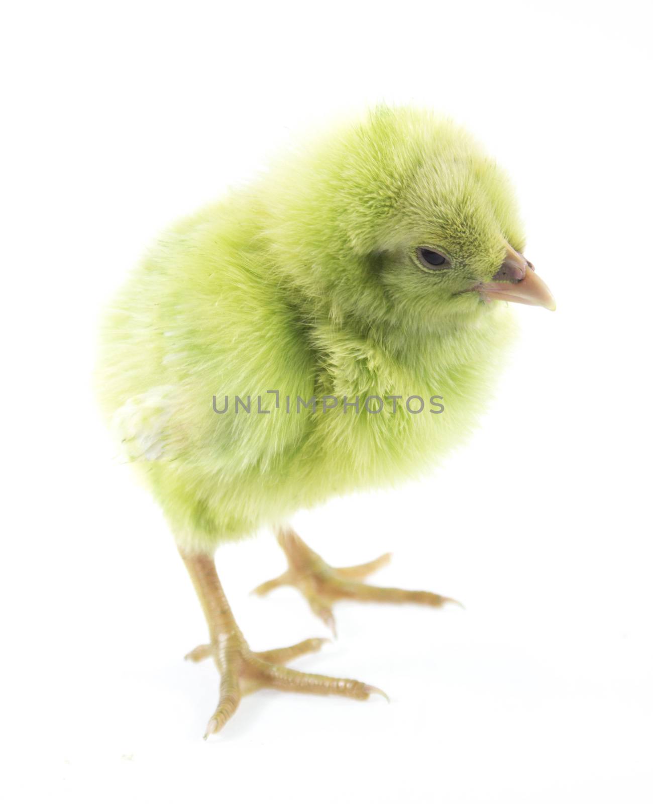 little chicken by designsstock