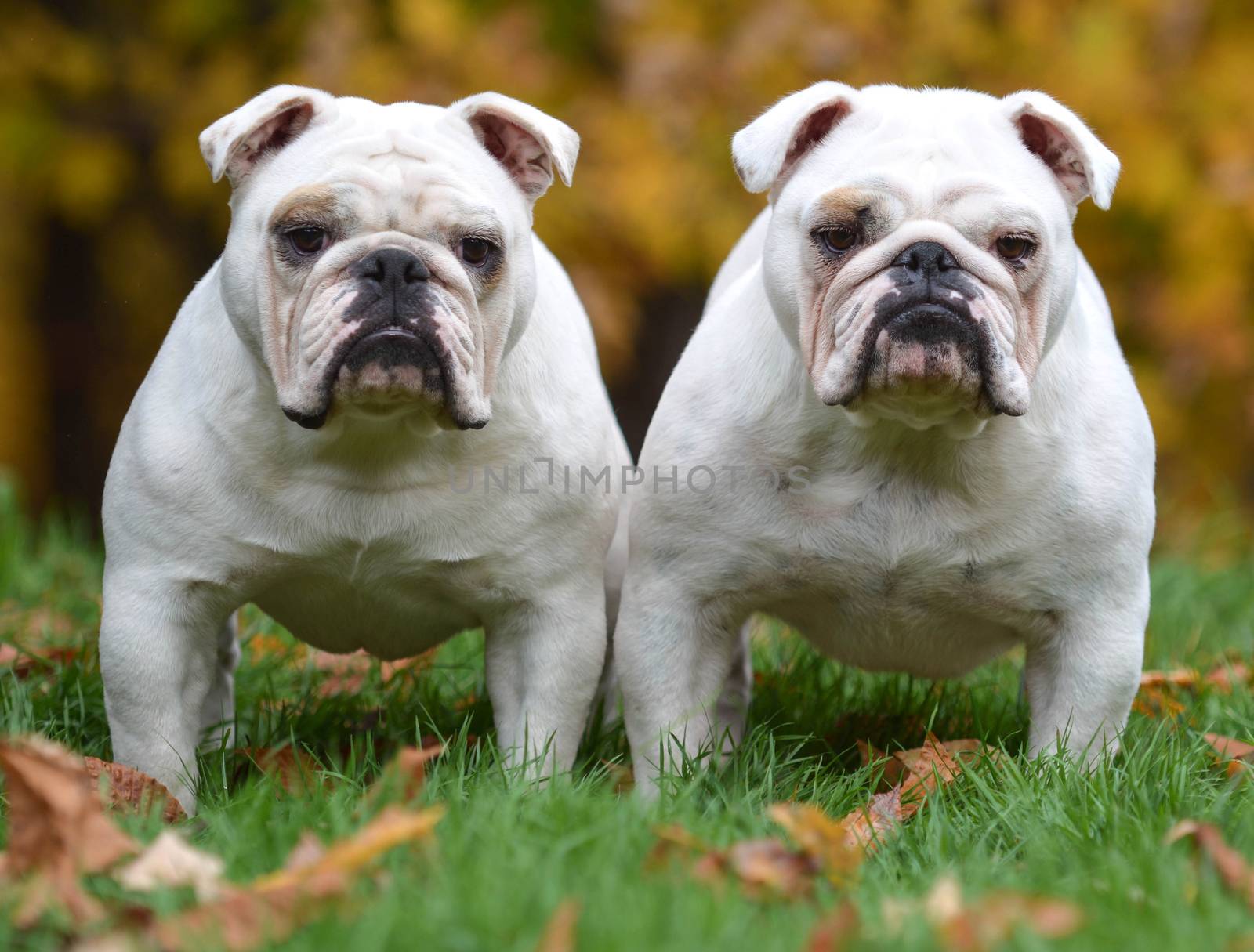 two english bulldogs standing in the grass looking at viewer