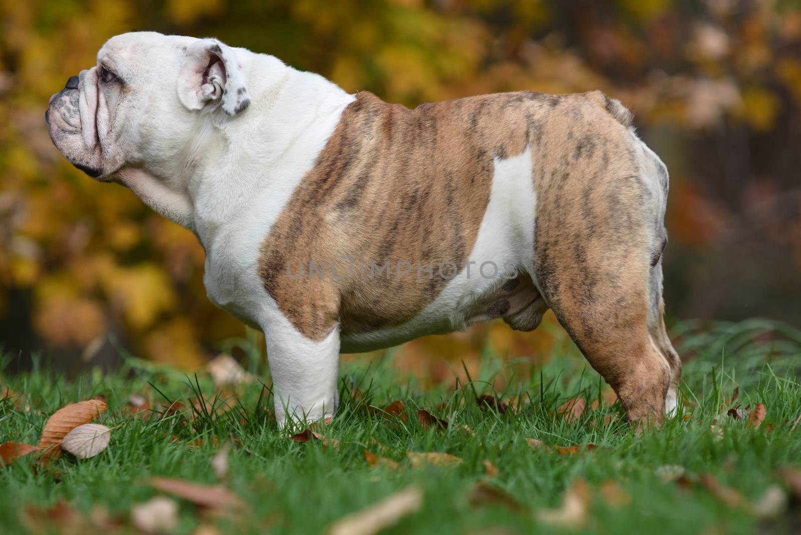 english bulldog, dog, canine, pet, purebred, outside, autumn, outdoors, grass, woods, trees, standing, animal, standing, brindle,