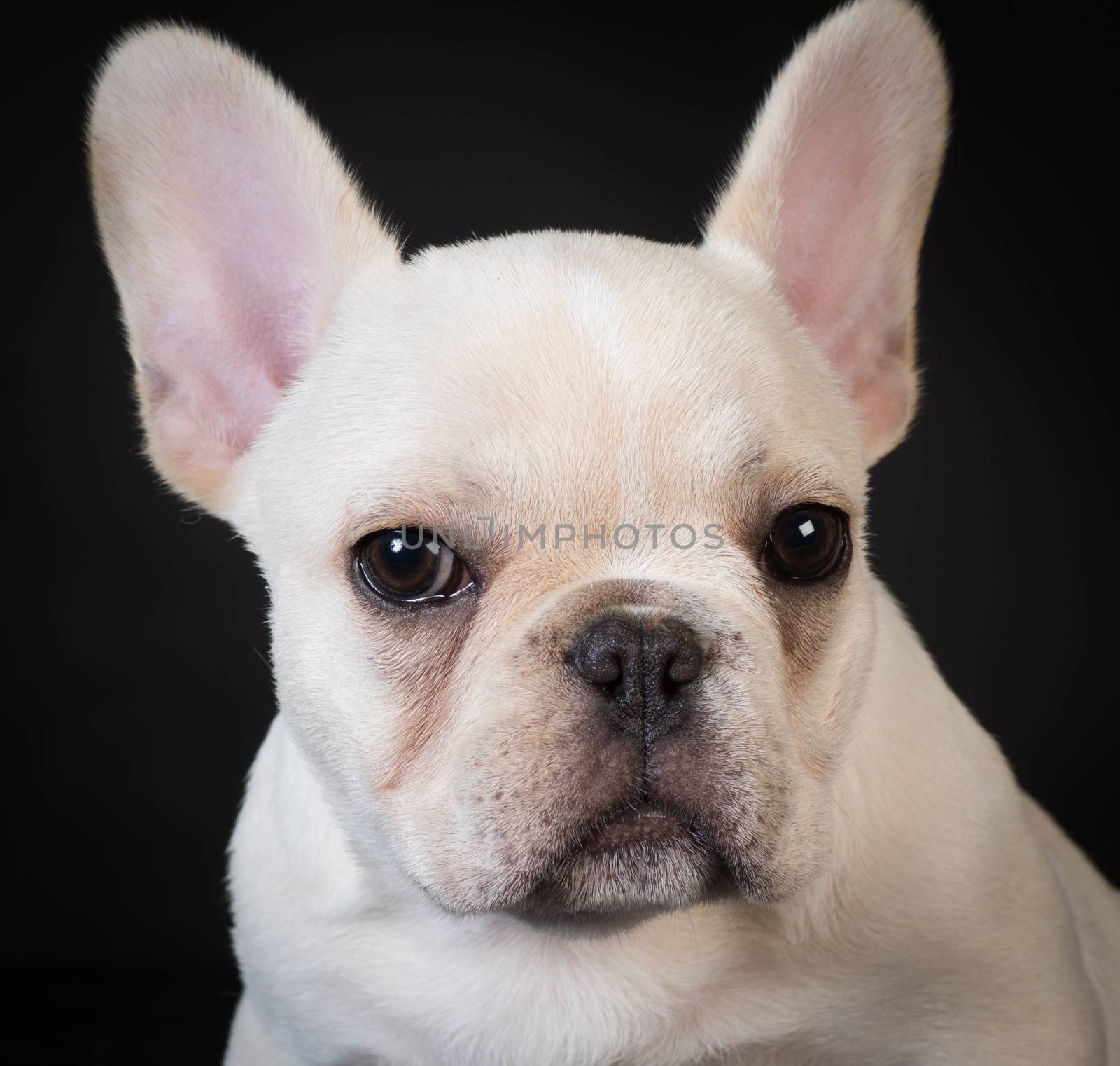 french bulldog puppy portrait on black background