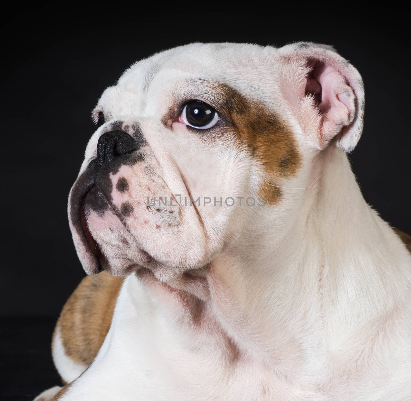 english bulldog puppy 