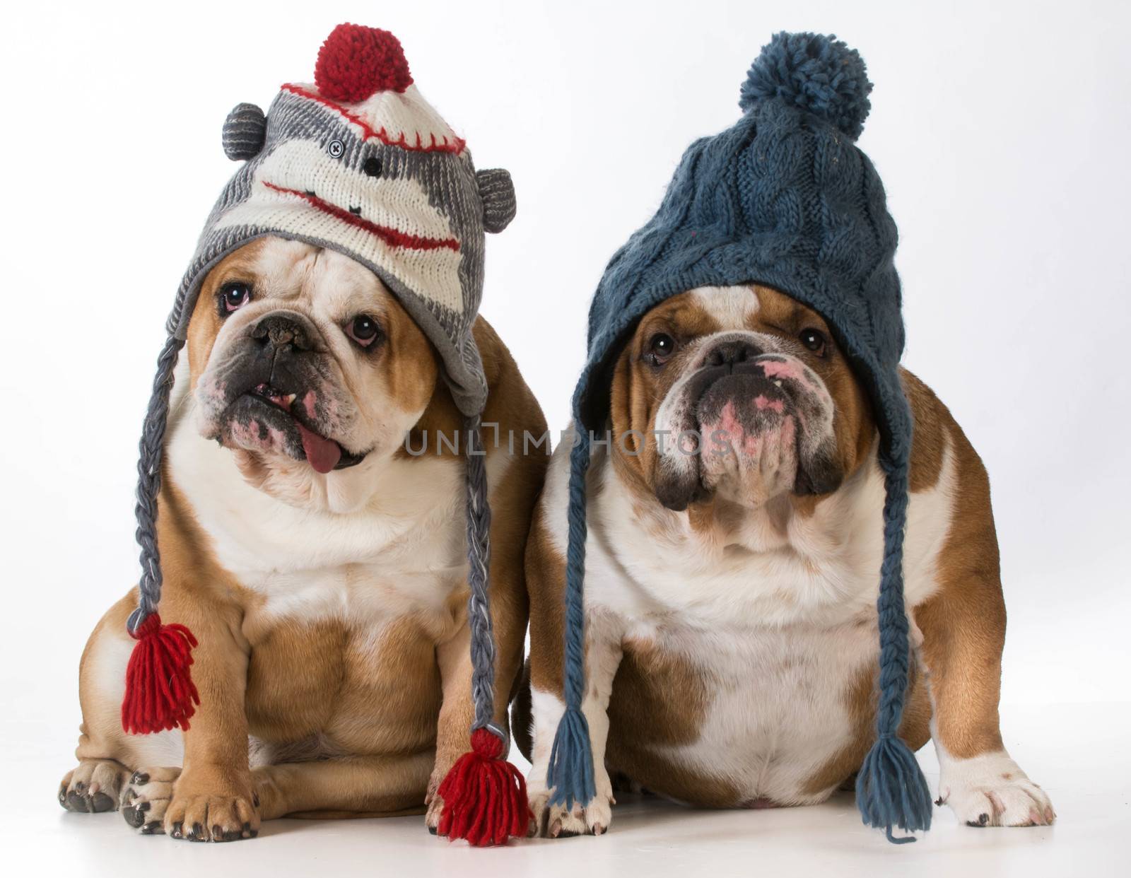two dogs dressed for winter - english bulldogs wearing winter hats