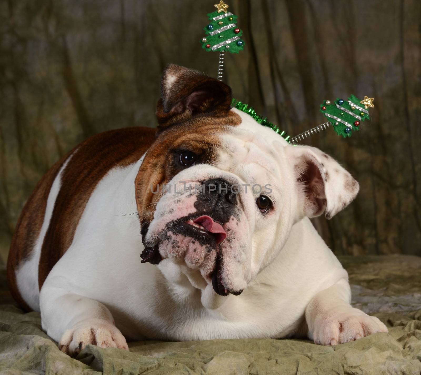 christmas dog - english bulldog with silly expression wearing christmas headband