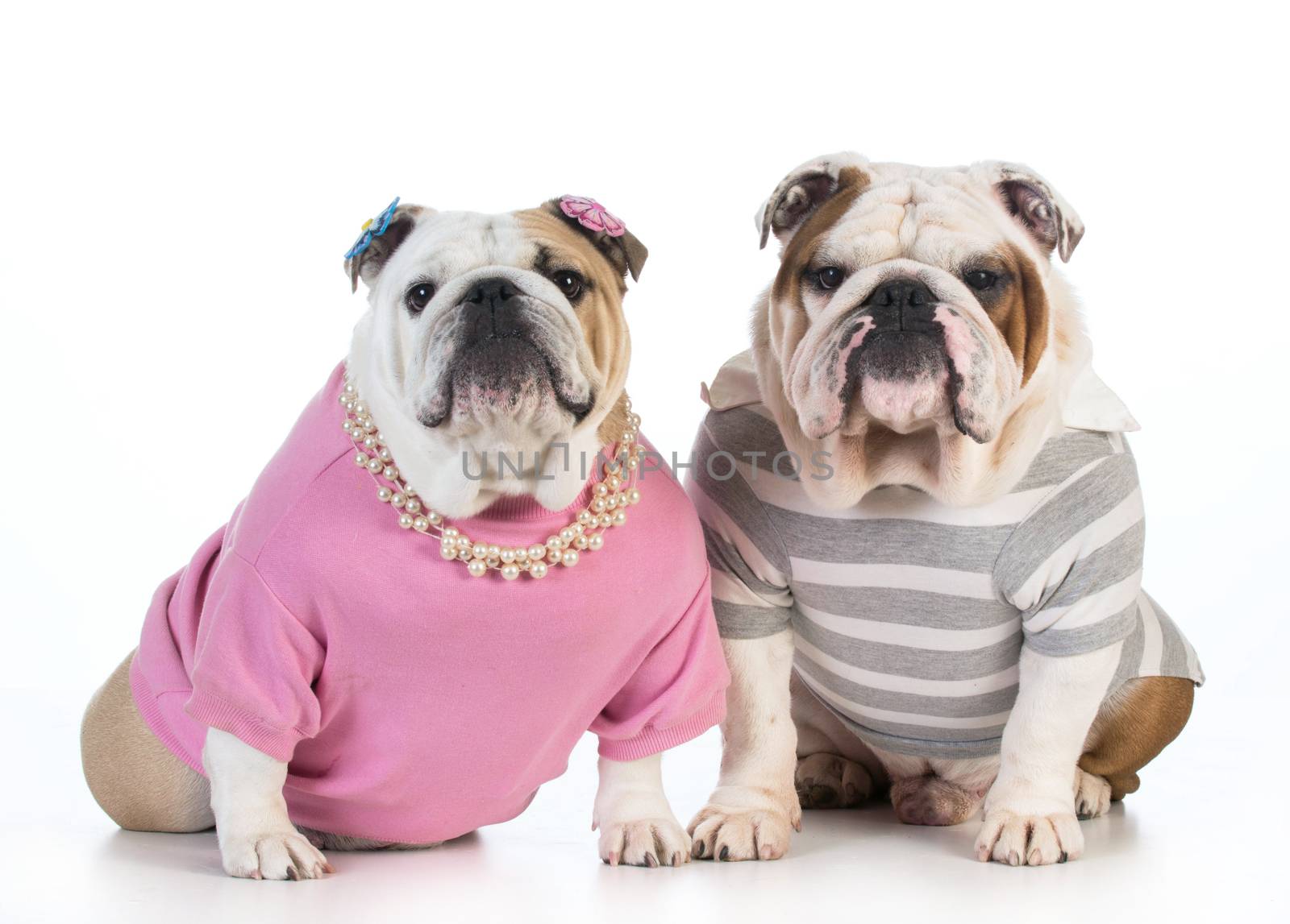 dog couple - english bulldog male and female dressed in clothing sitting beside each other on white background 
