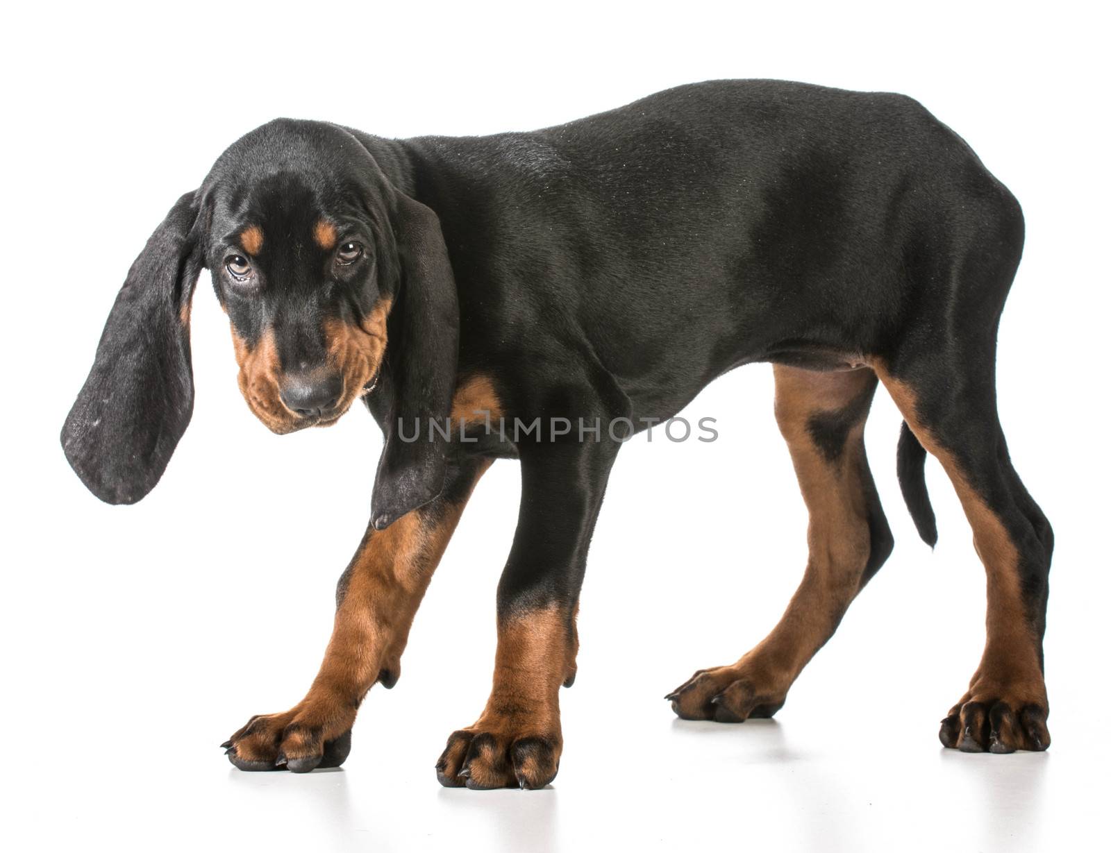 black and tan coonhound standing on white background