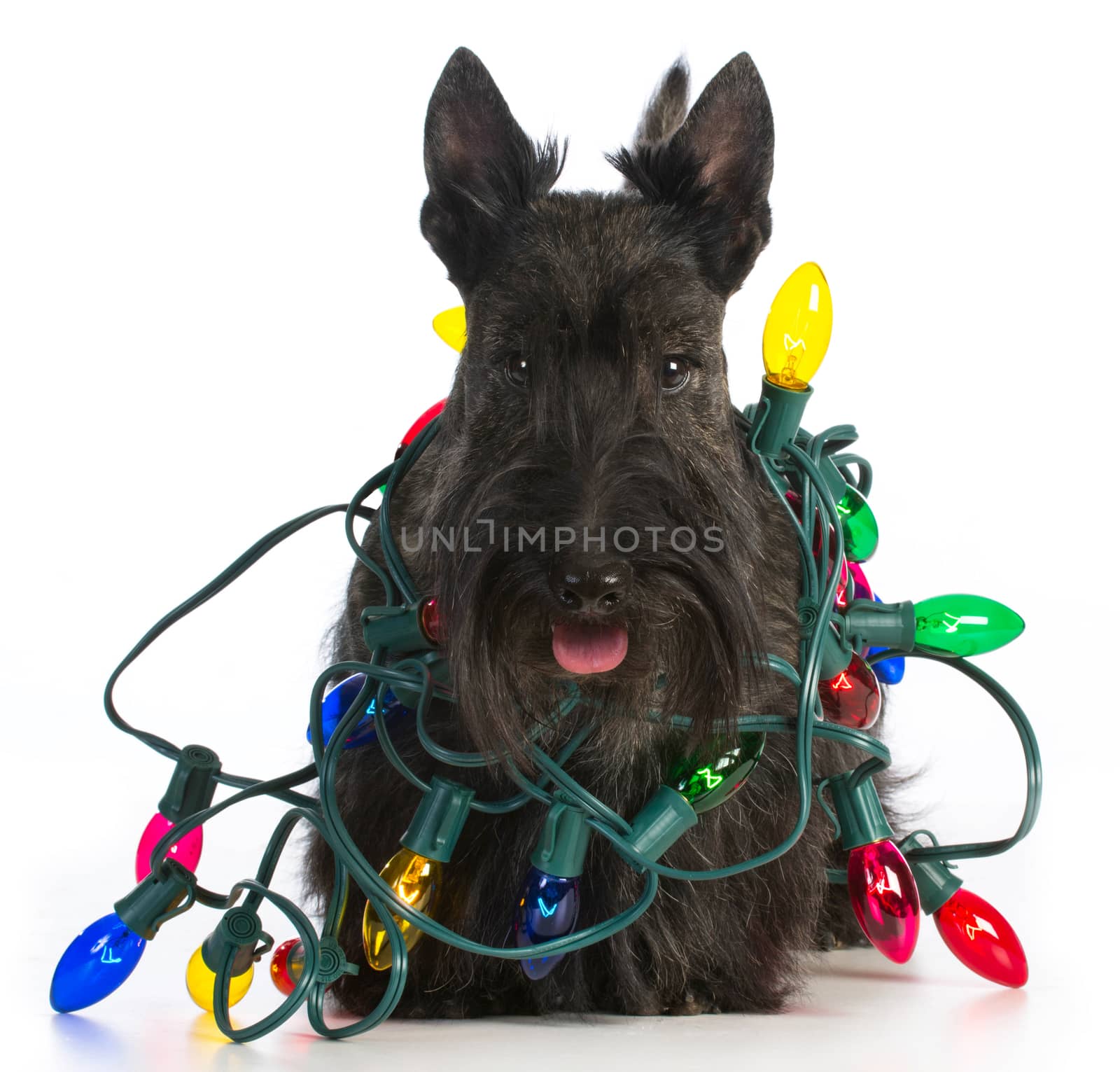 christmas dog - scottish terrier tangled in colorful christmas lights on white background