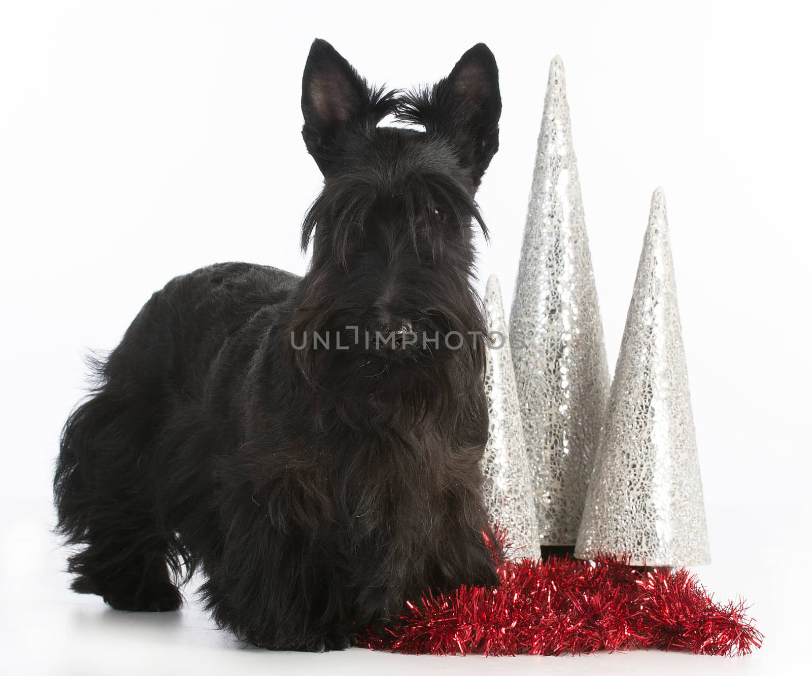 christmas dog - scottish terrier standing by christmas decorations on white background