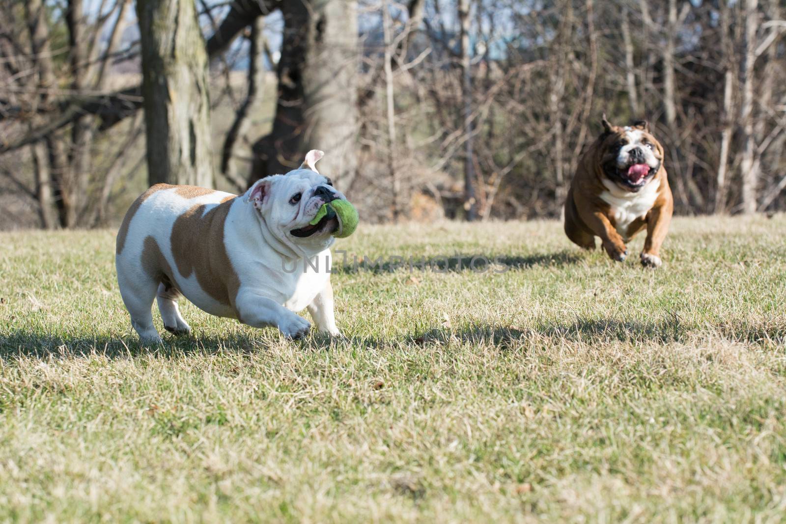 two english bulldogs playing catch with a tennis ball