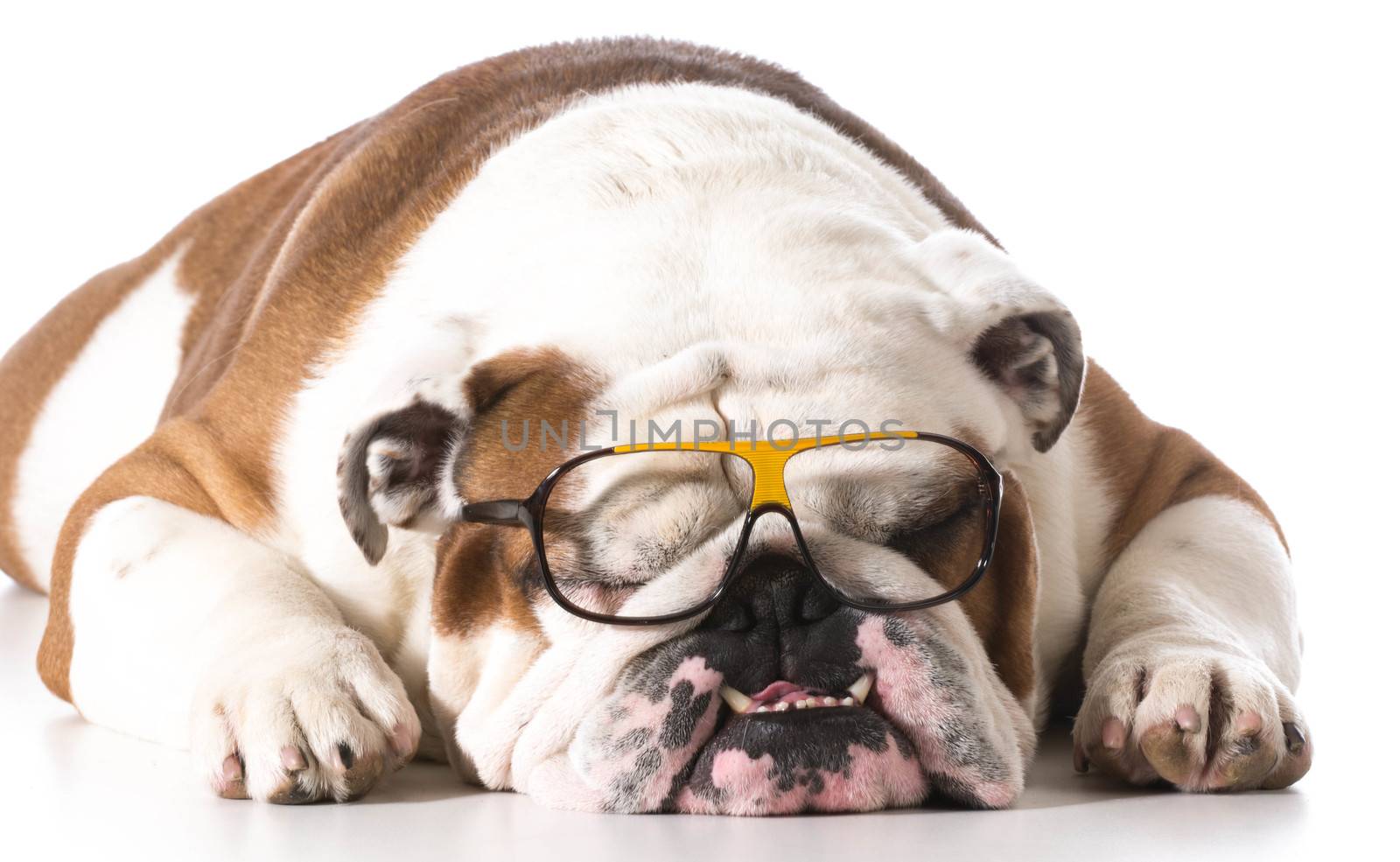 dog wearing glasses on white background - english bulldog