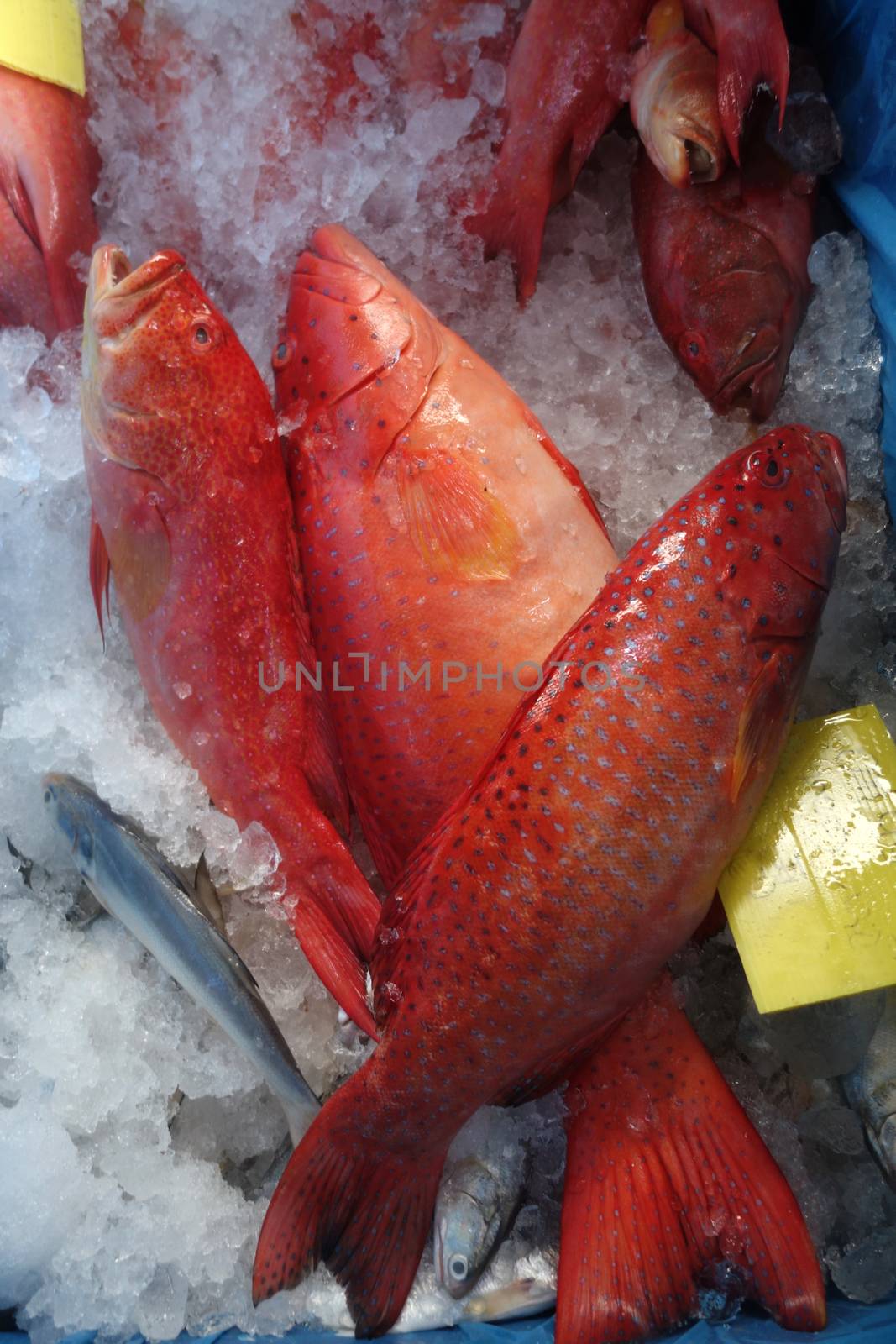 Star grouper fish on market for sell