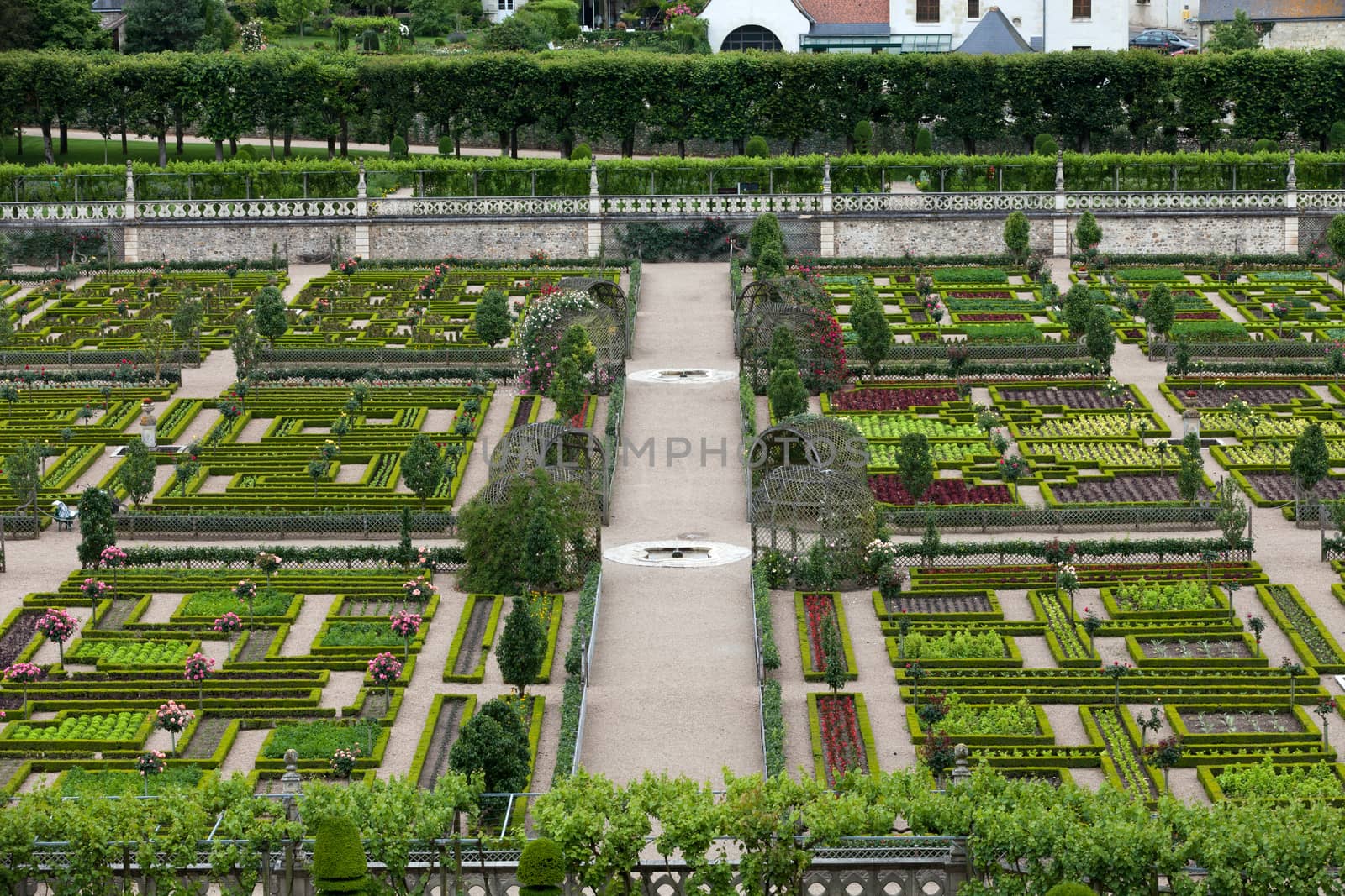 Kitchen garden in  Chateau de Villandry. Loire Valley, France  by wjarek