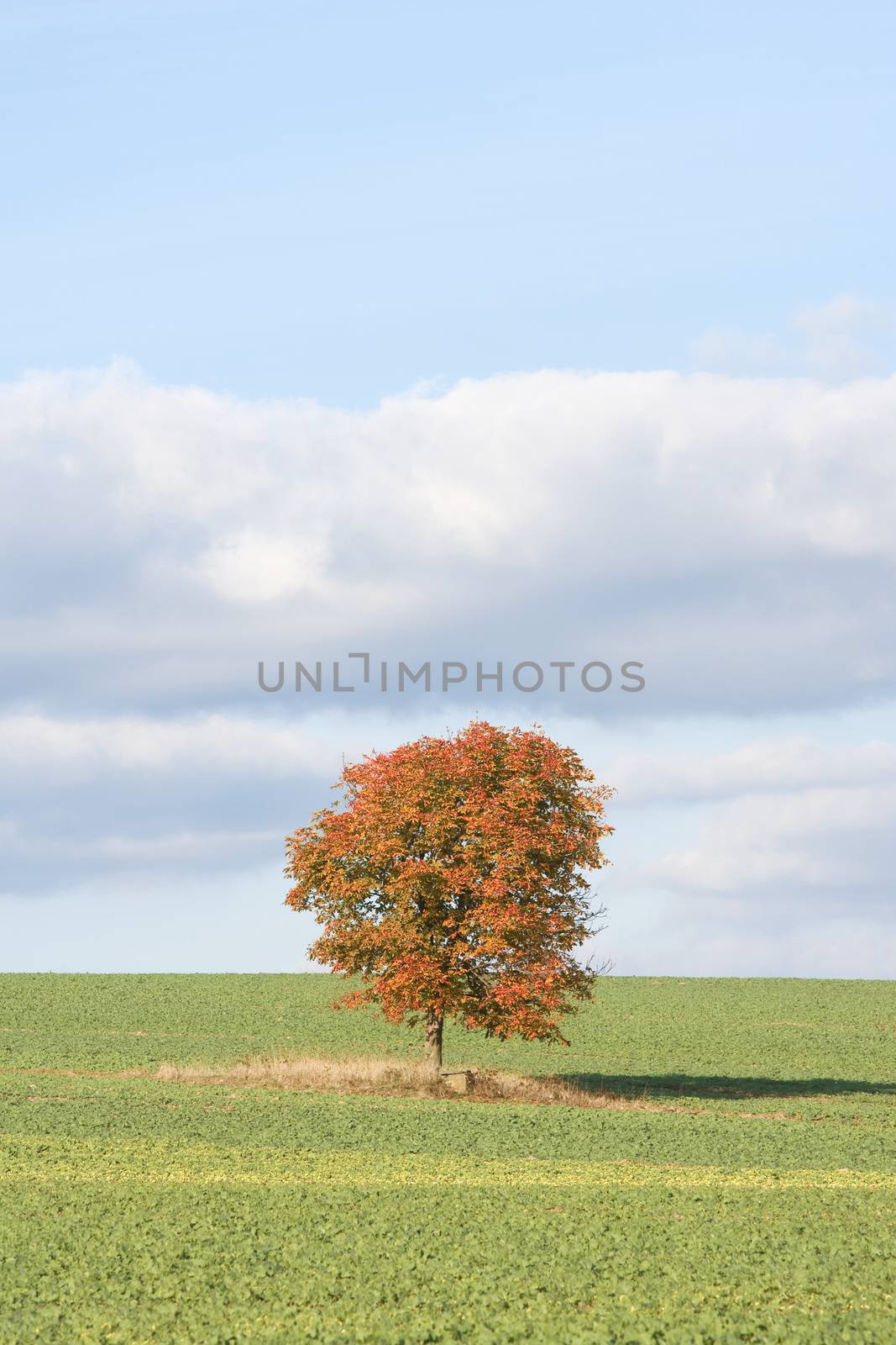 single tree in a green field in fall - blue sky, clouds