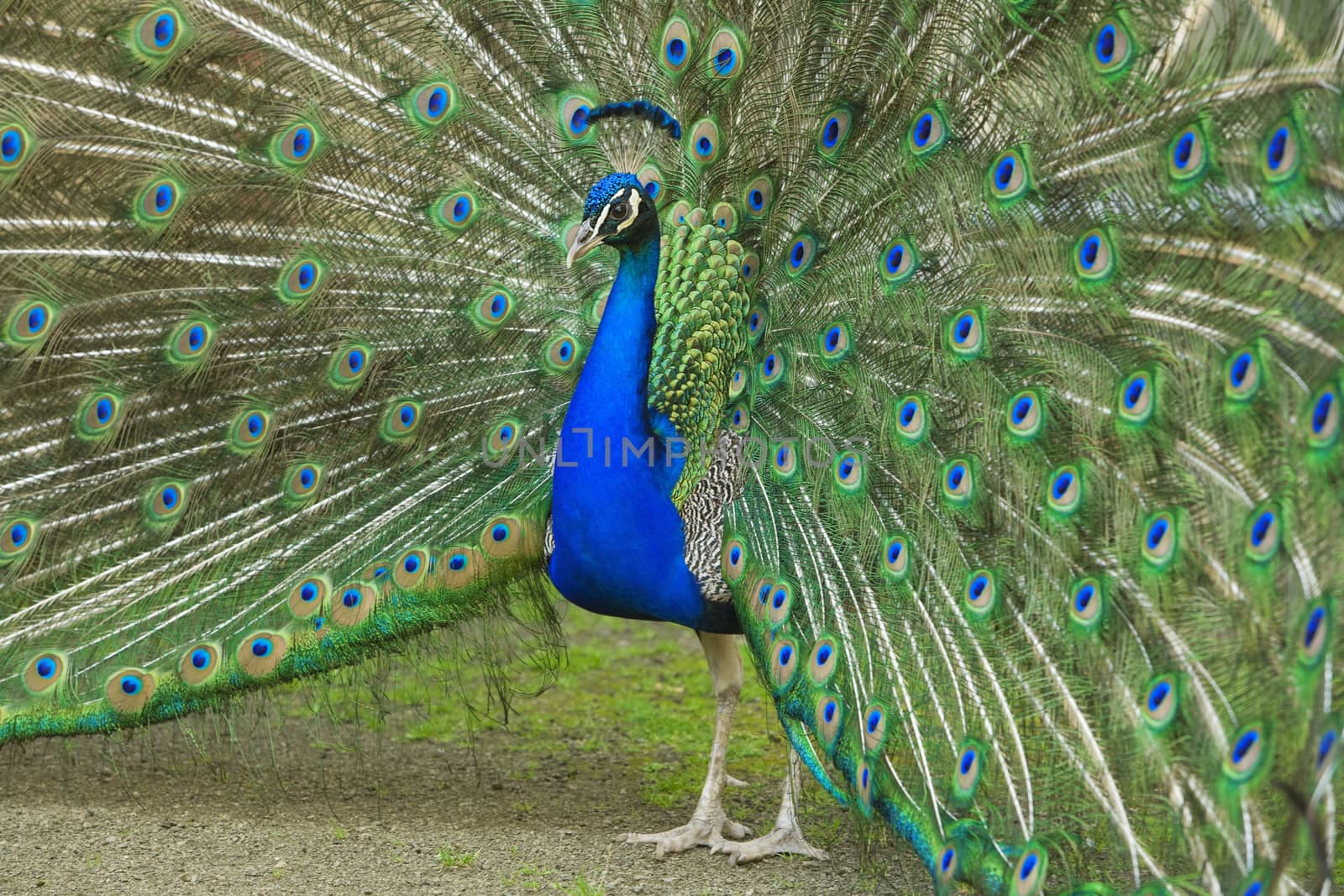 male peacock with tail feathers spread by courtyardpix