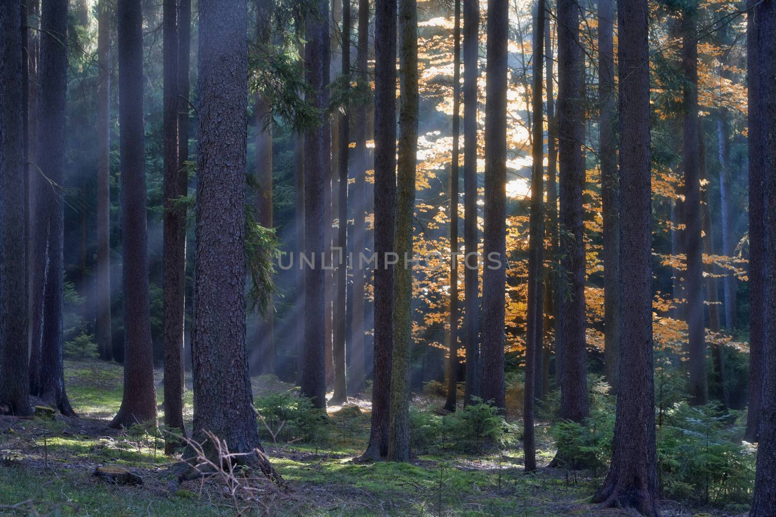 autumn forest scene with sunrays shining through branches