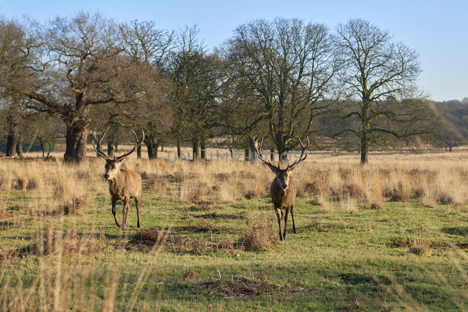 Two red deer walking in atumnal park in late afternoon light.