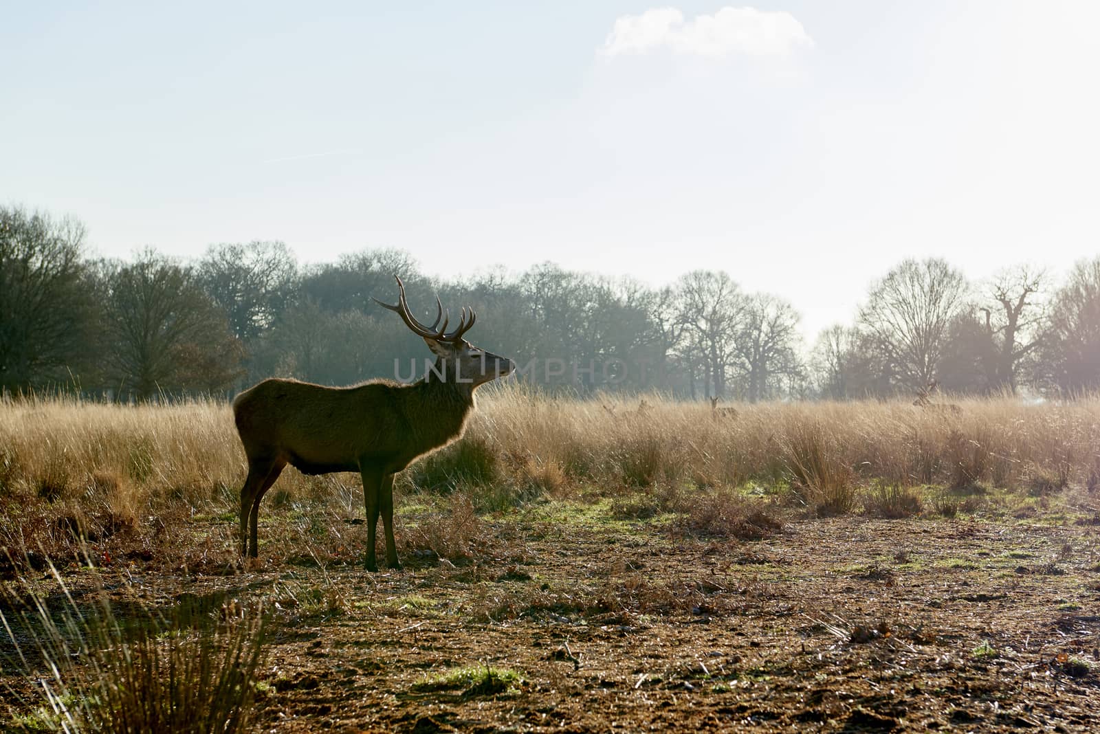 Semi-sillhouette of red deer aginst light in atumnal park in late afternoon light.