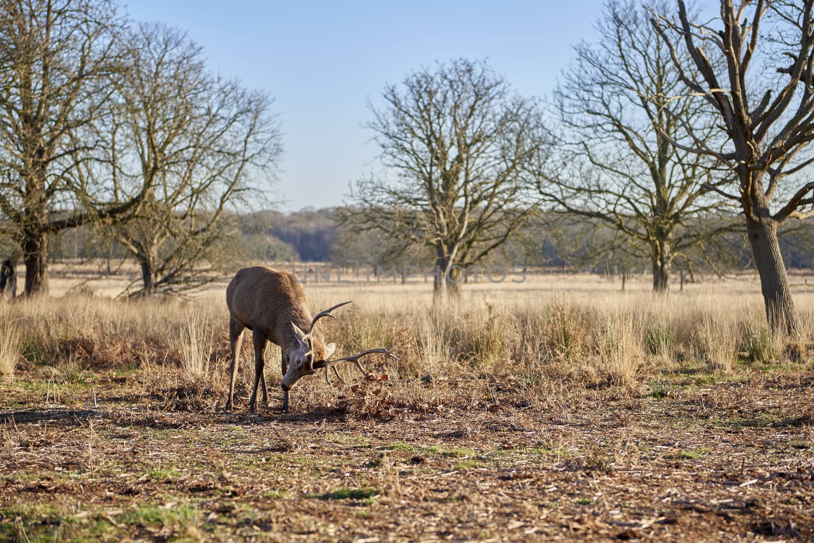 Red deer in charging position in atumnal park in late afternoon light.