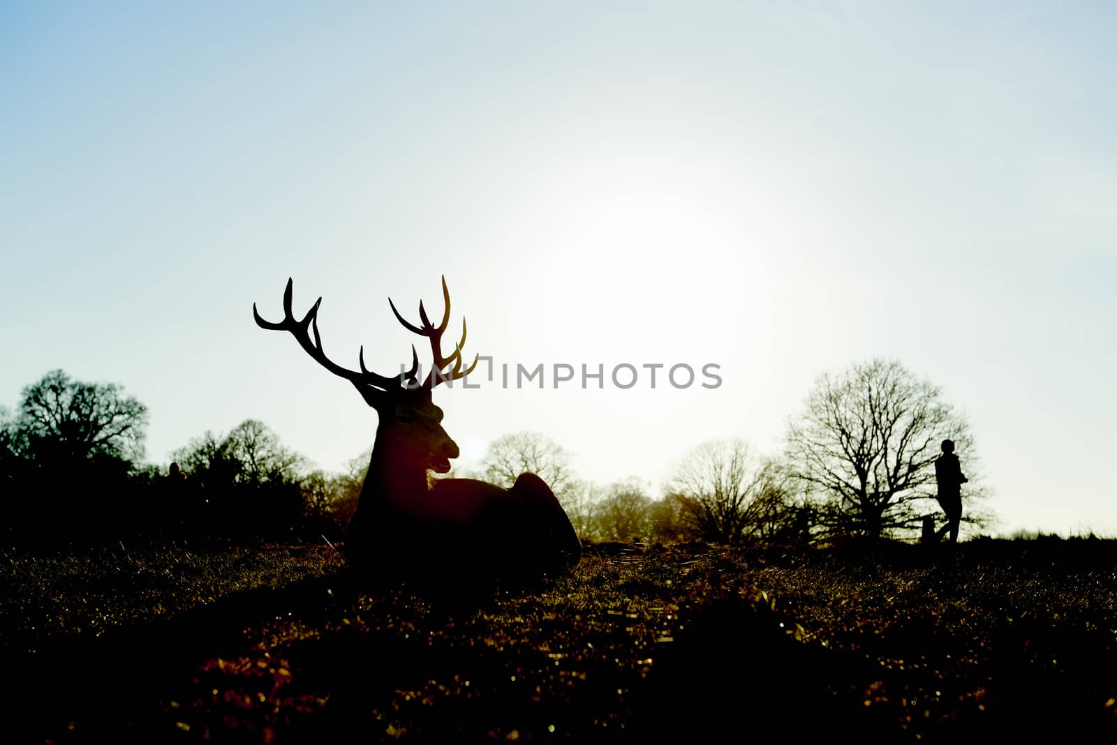 Sillhouette of red deer lying in atumnal park in late afternoon light, with two people walking past the background.