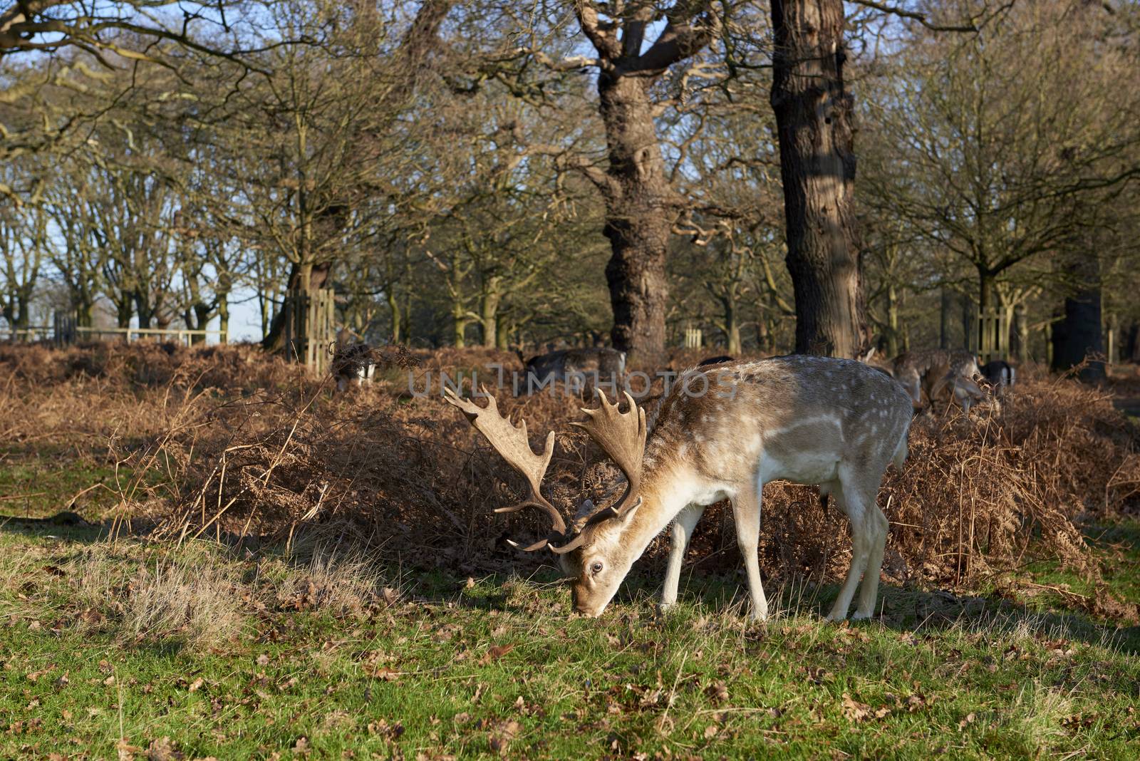 Fallow deer eating in autumnal park